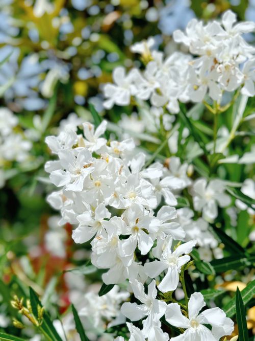 Free Close-up of white oleander flowers with green foliage on a sunny day. Stock Photo
