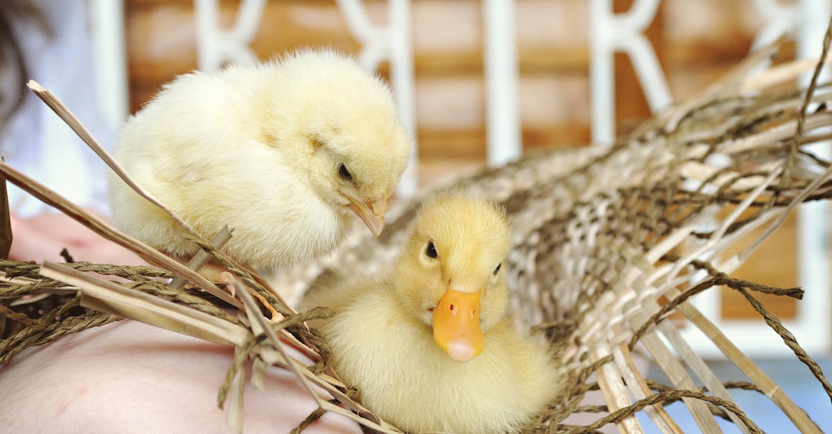 亞洲掀起Z世代政治風暴,影響力持續擴大