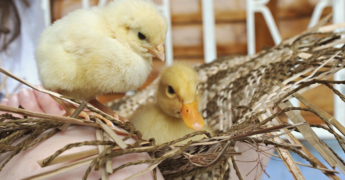 亞洲掀起Z世代政治風暴,影響力持續擴大