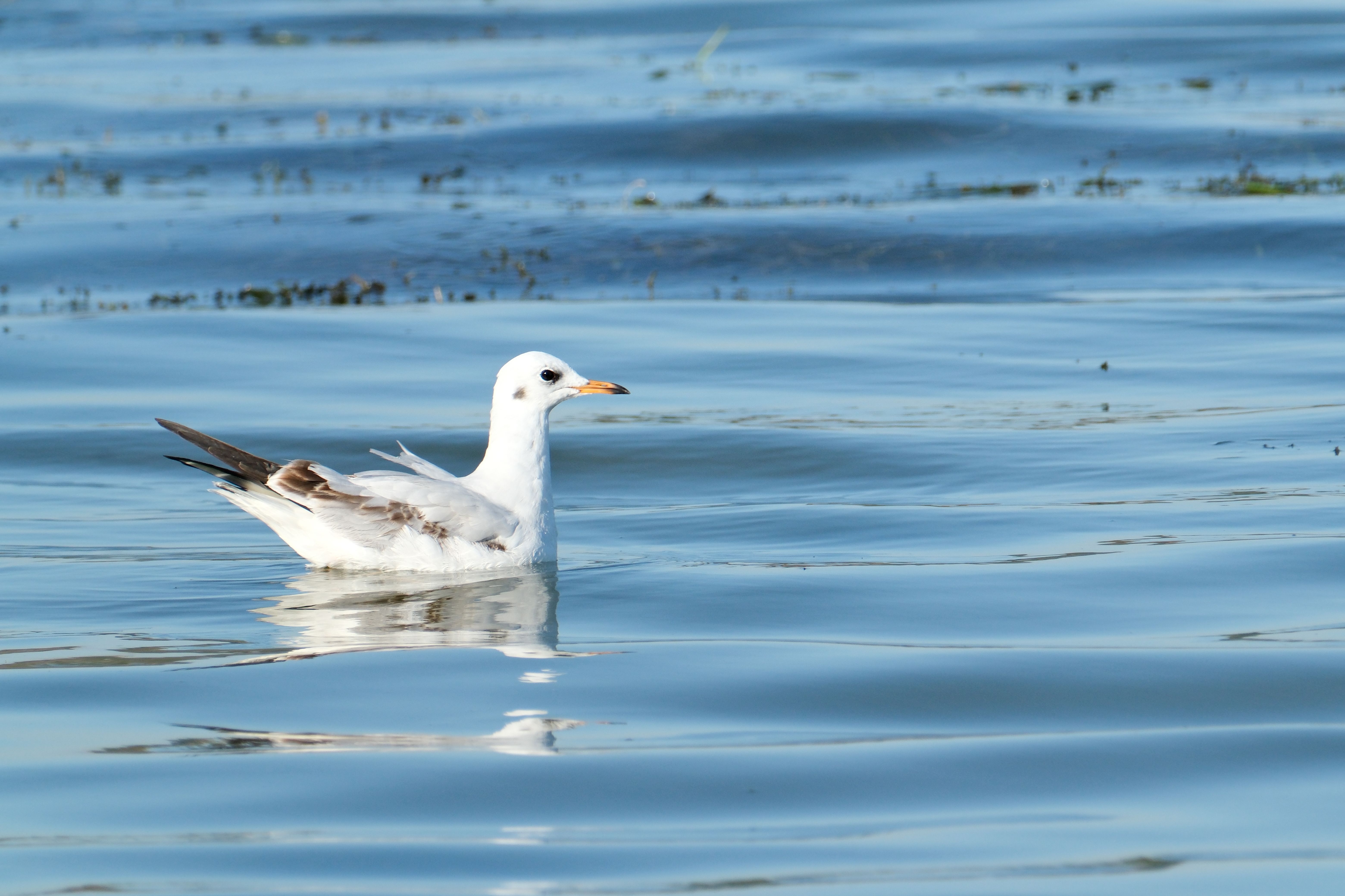 A seagull serenely drifts across a peaceful body of water under a clear sky.