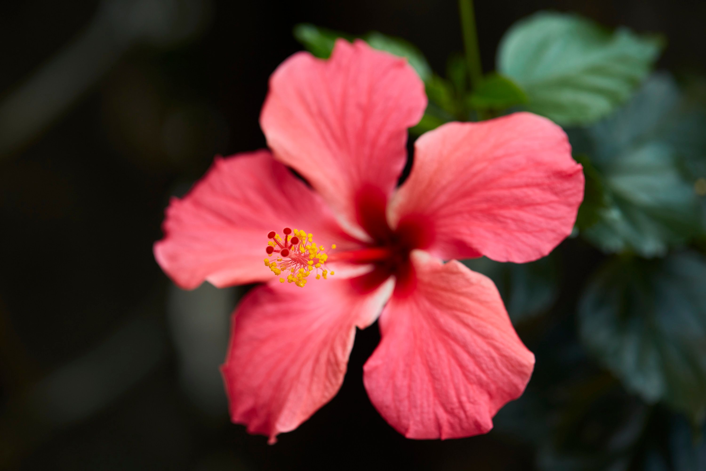 Vibrant Hibiscus Flower in Full Bloom · Free Stock Photo