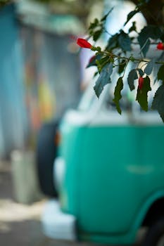 Close-up of a hibiscus flower with a blurred vintage van in the background.