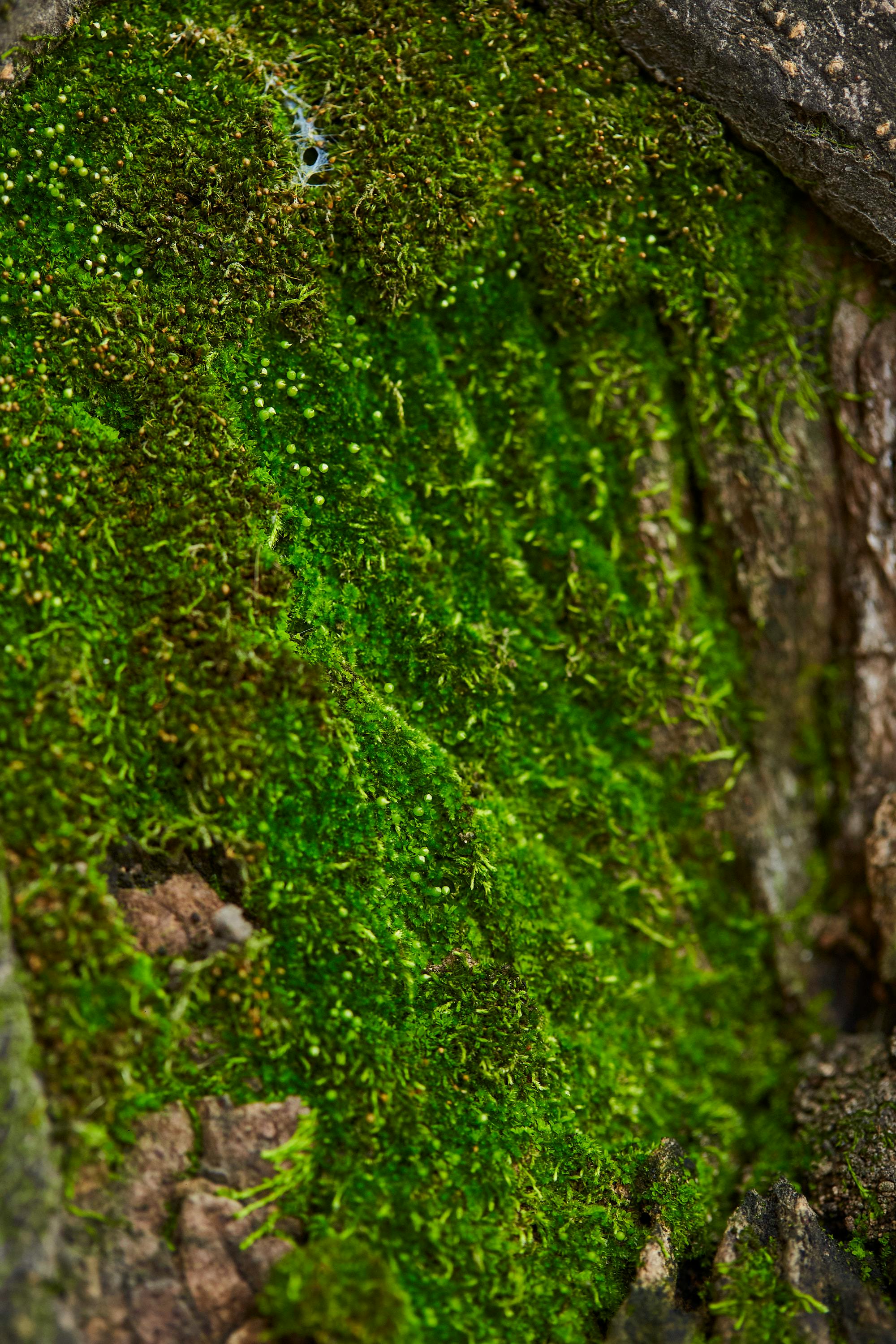 Gratis lagerfoto af alger, bark, bark tekstur Lagerfoto