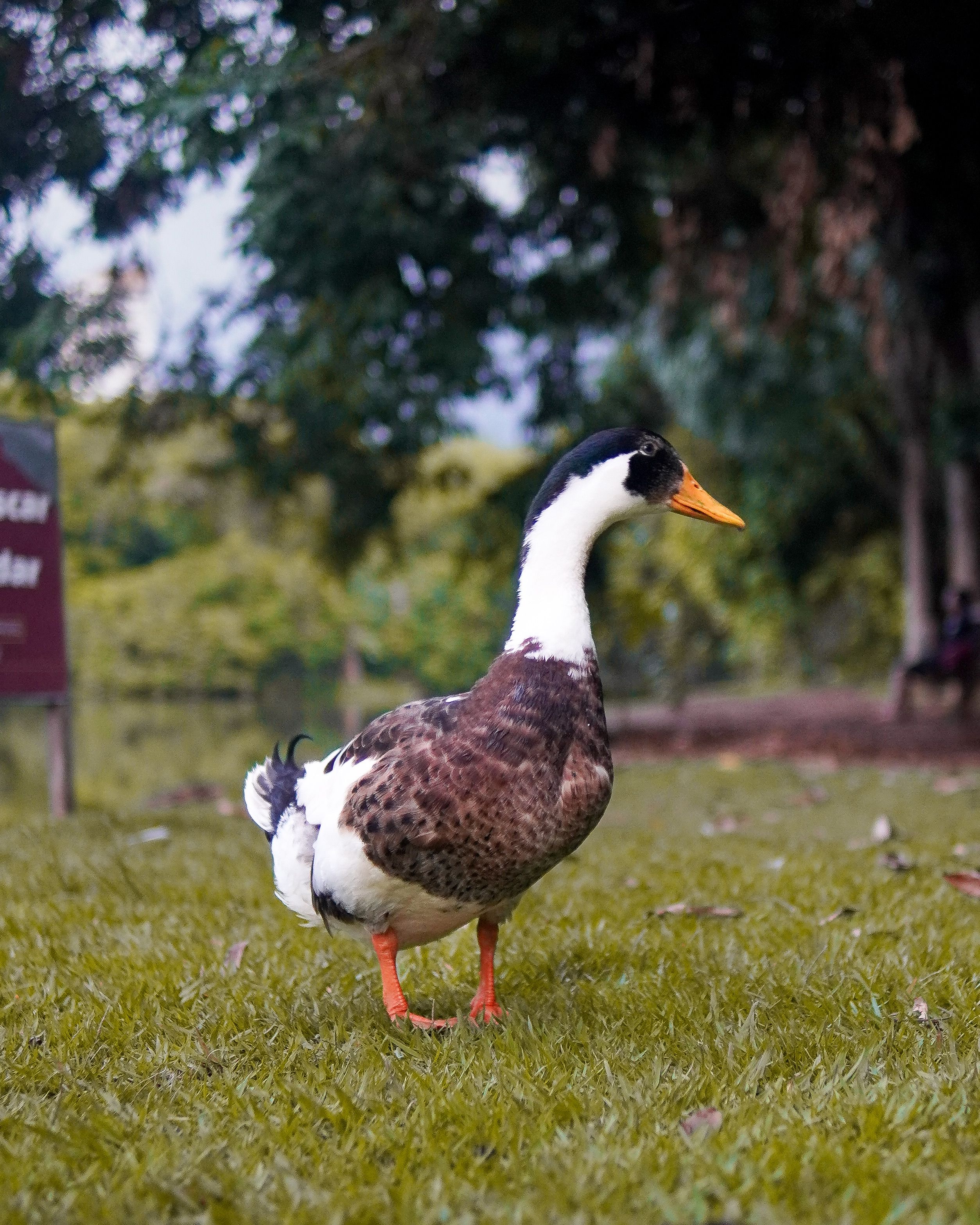 Domestic duck standing on grass in an outdoor park with blurred trees in the background.