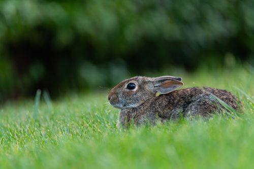 Free A wild rabbit lies calmly in greenery, showcasing natural beauty. Stock Photo
