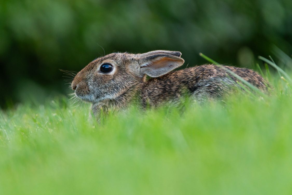 Close-up of Wild Rabbit in Natural Habitat · Free Stock Photo