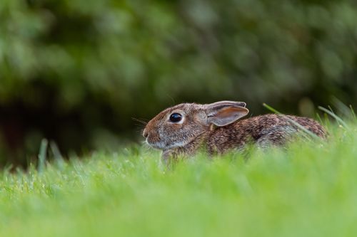 Free A wild rabbit rests in vibrant green grass, captured in Canonsburg, Pennsylvania. Stock Photo