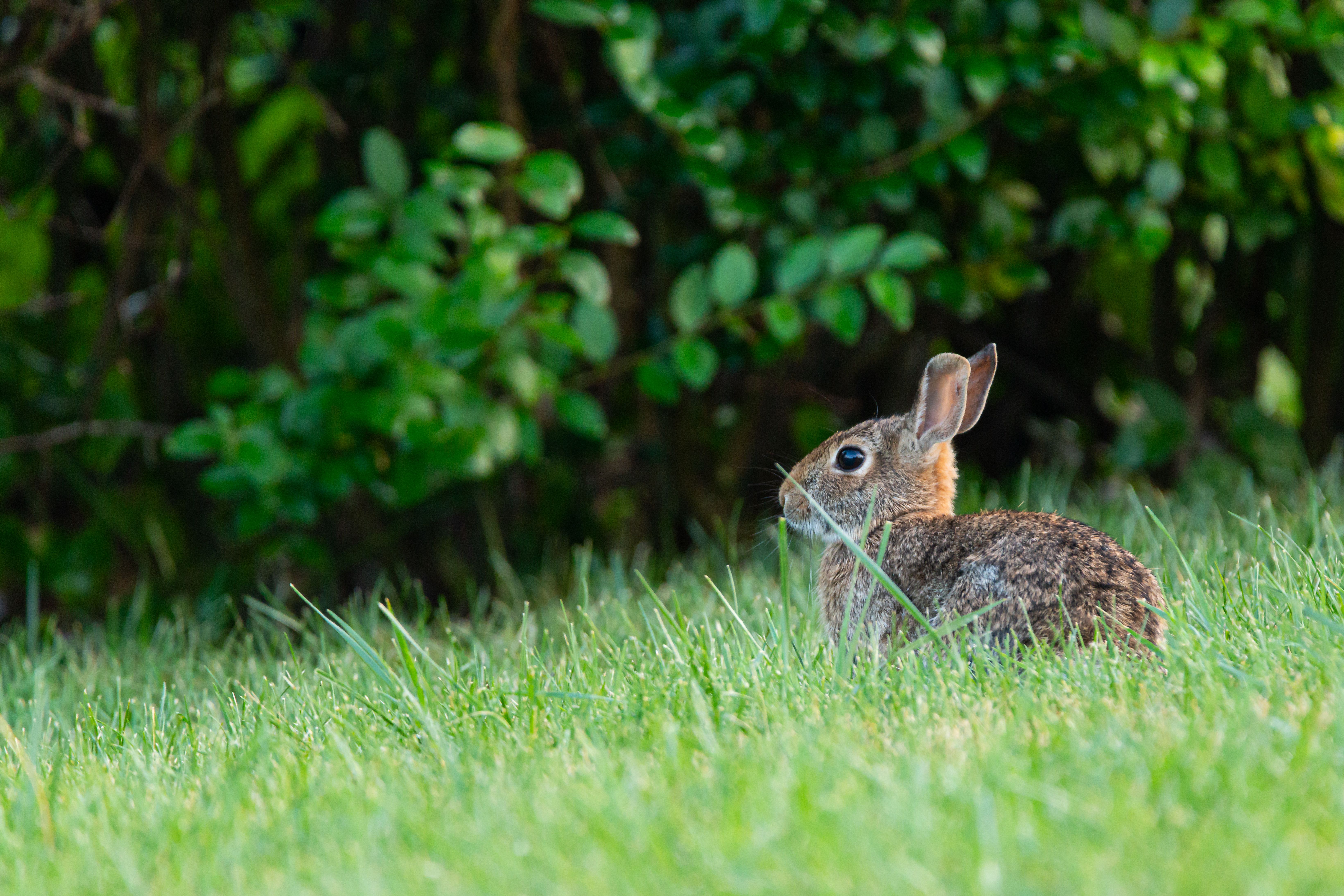 Wild rabbit in lush green grass · Free Stock Photo