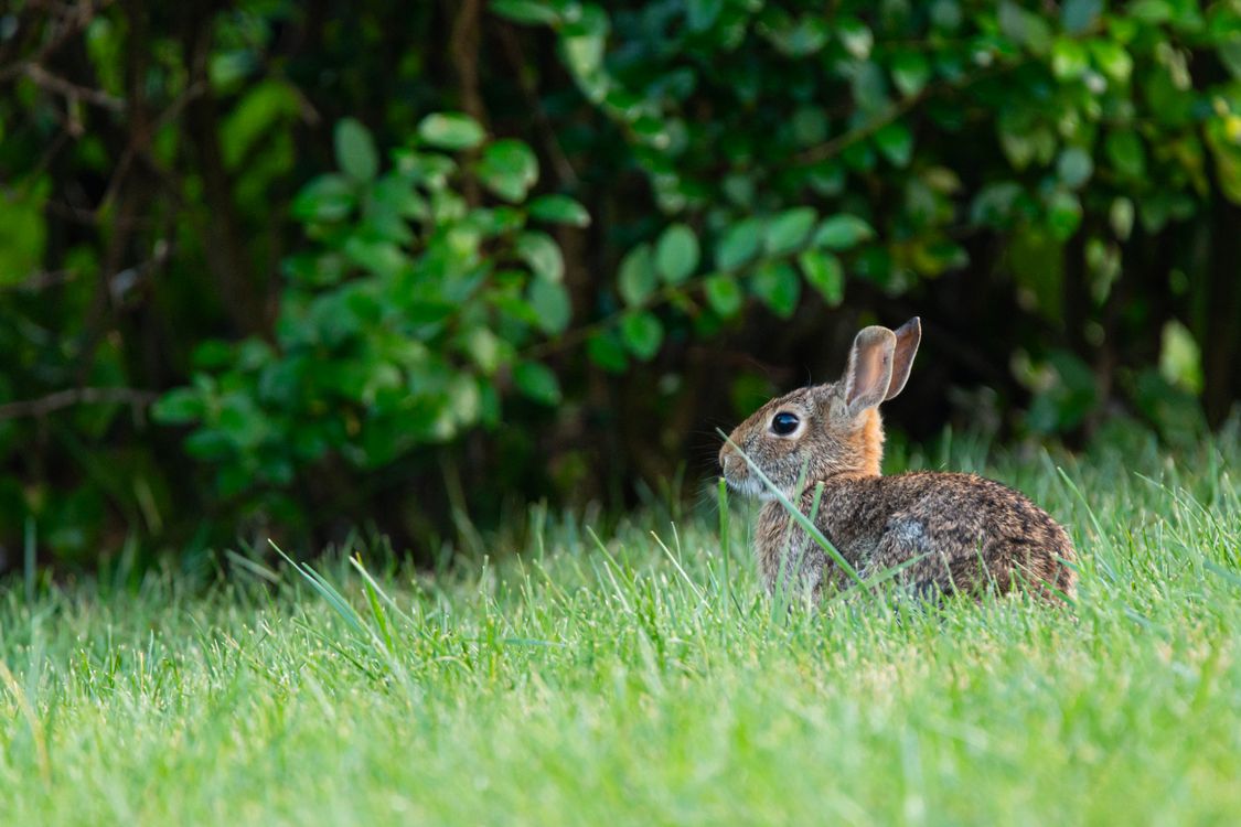 Lush Rabbits Wild rabbit in lush green grass · Free Stock Photo