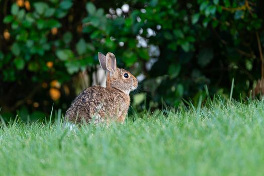 rabbit photo
