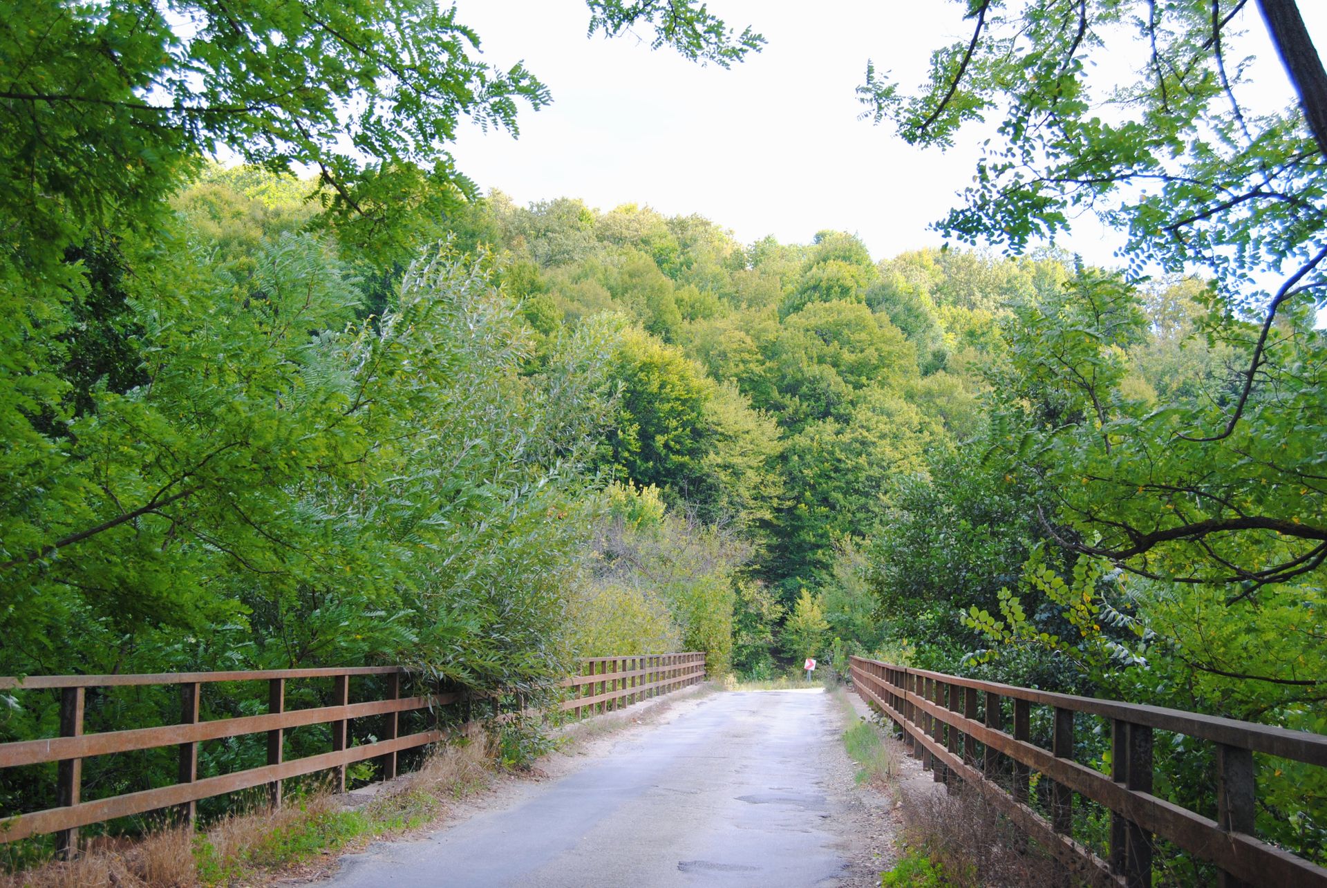 Tranquil forest scene with a road cutting through lush greenery, perfect for nature lovers.