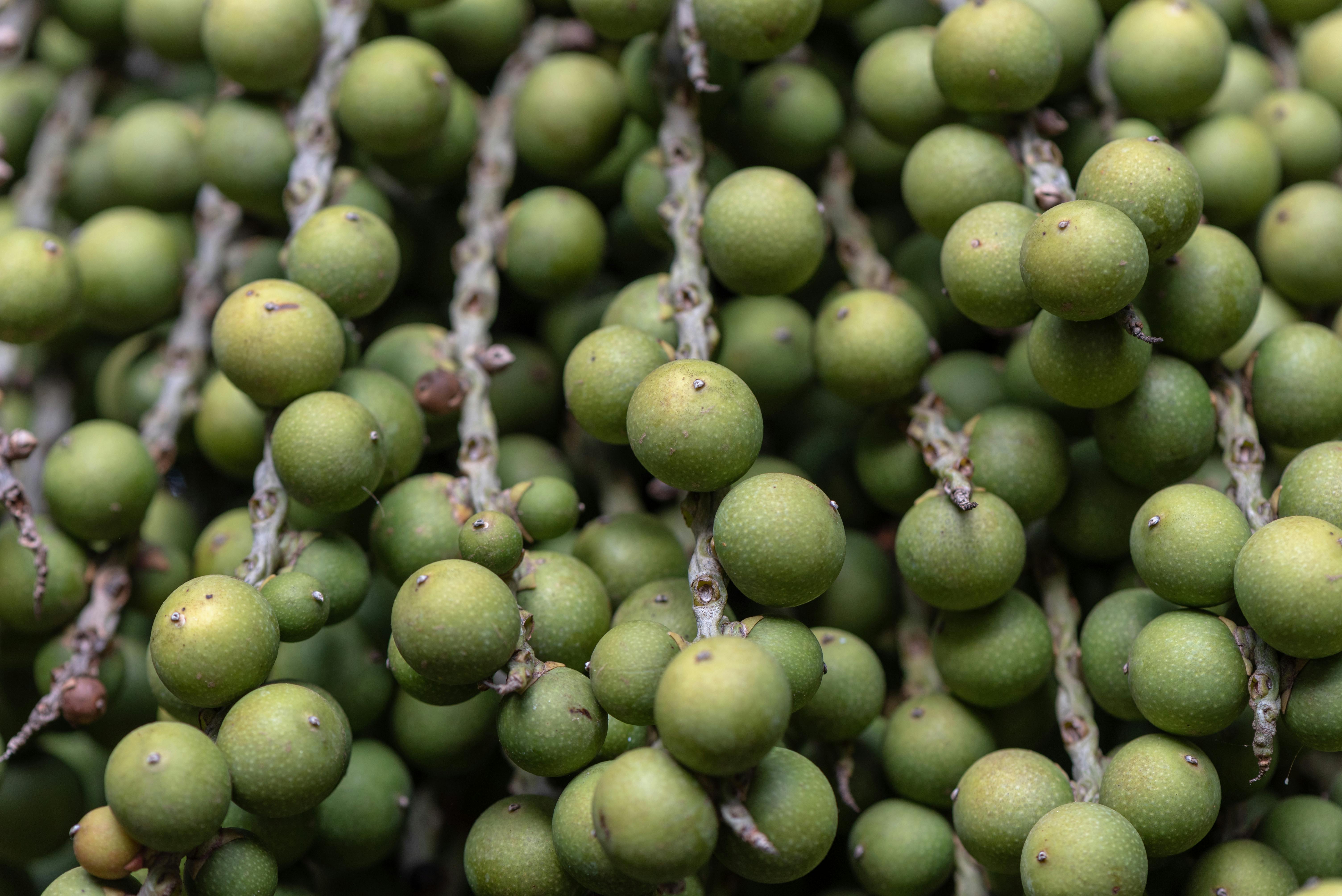 Exploring Organic Farming and Its Benefits for Sustainable Gardening