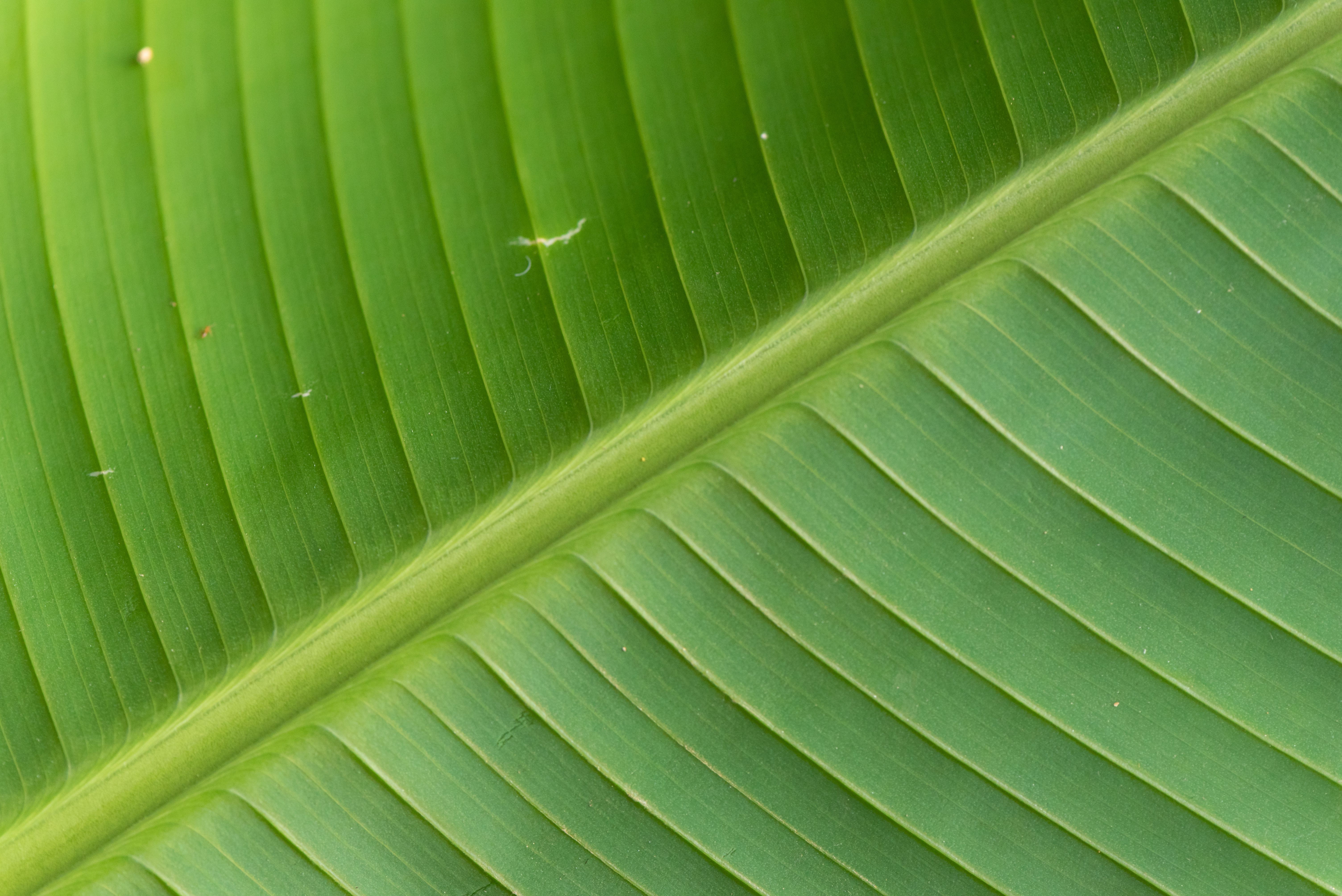 Gratuit Fotografie macro detaliată a unei frunze de bananier tropicale care prezintă o textură verde intensă în Minas Gerais, Brazilia. Fotografie de stoc