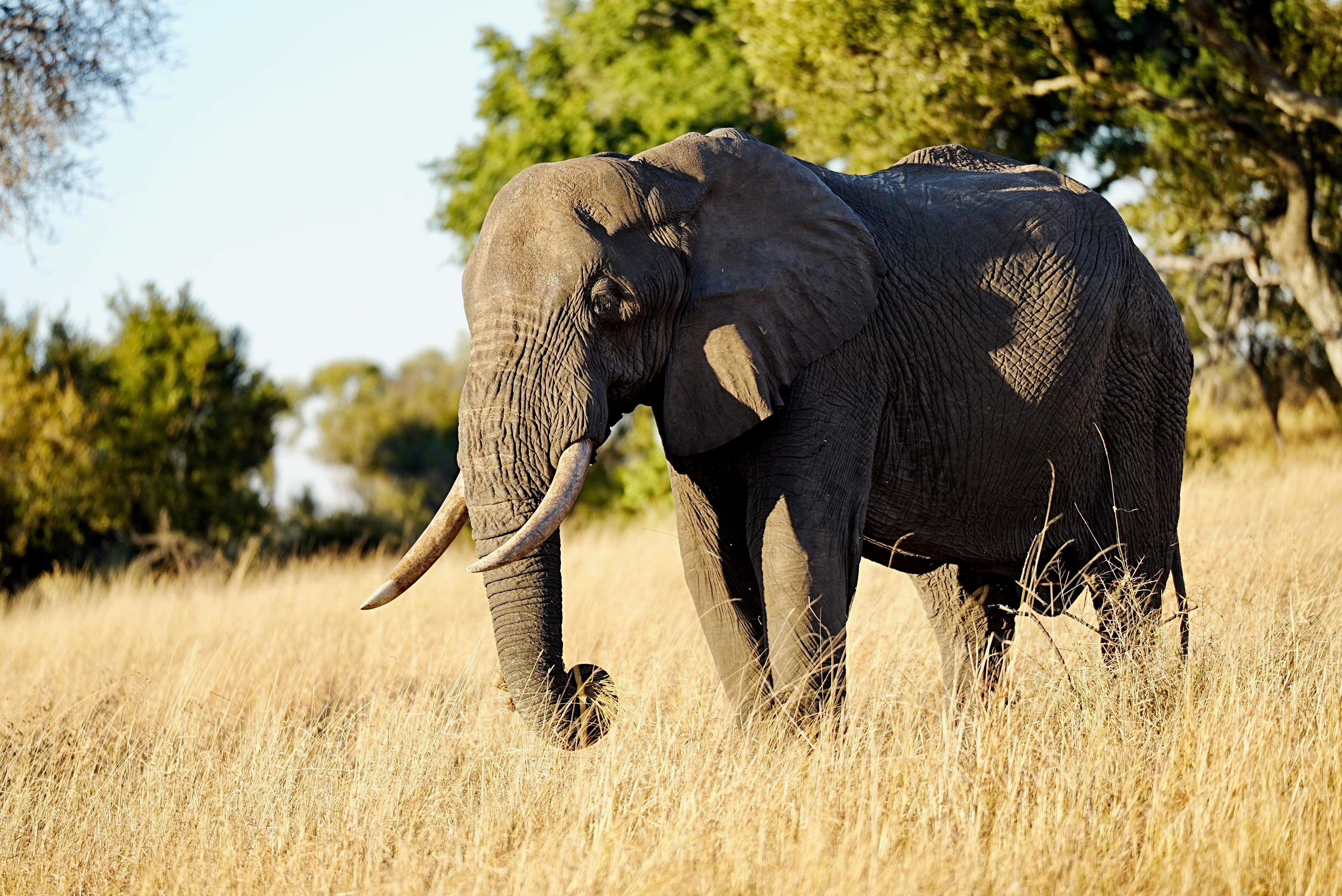 Luxury Safari Holidays from the UK: Kenya, Tanzania and South Africa Guide for 2026