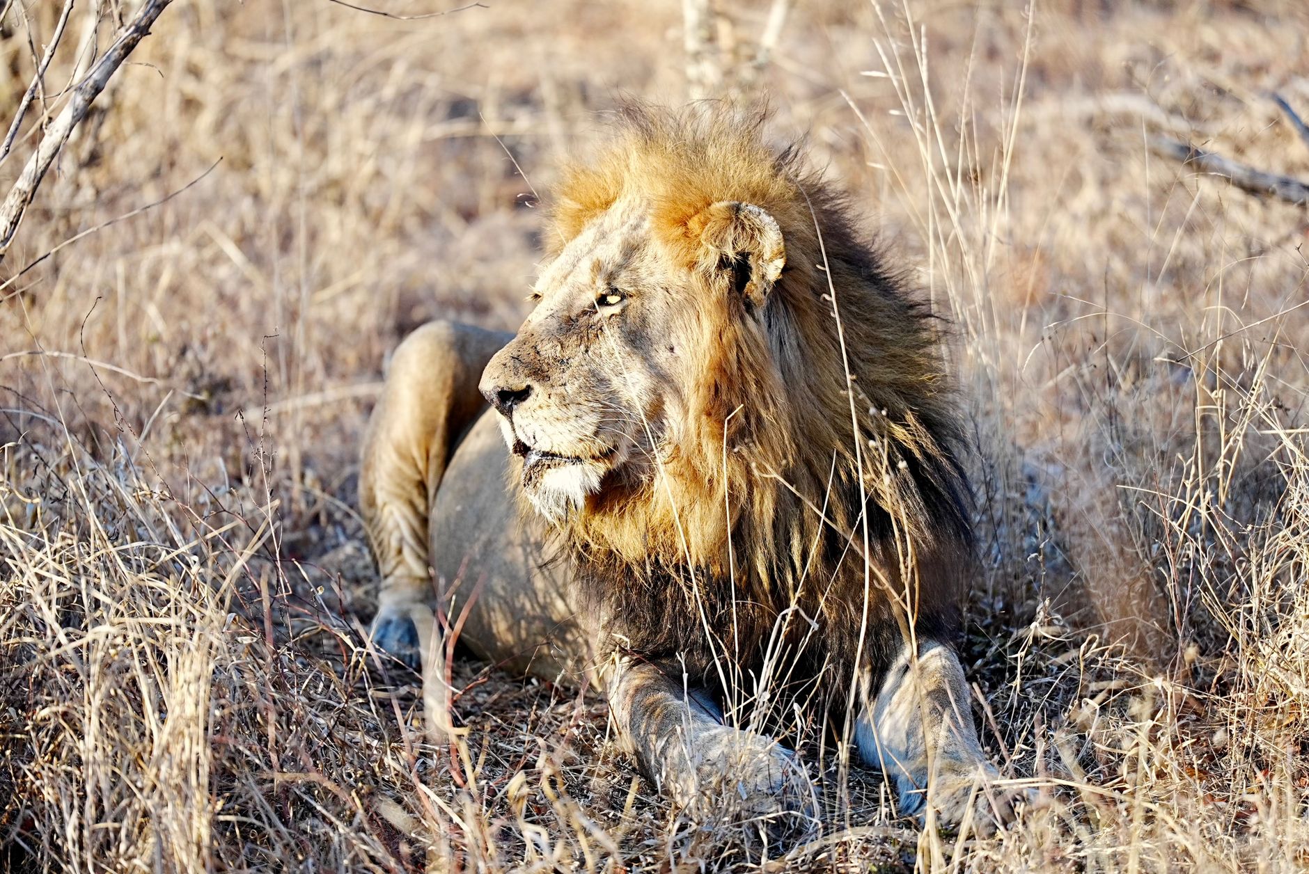 A majestic lion rests in the dry grasses of the African savannah, soaking up the sun.