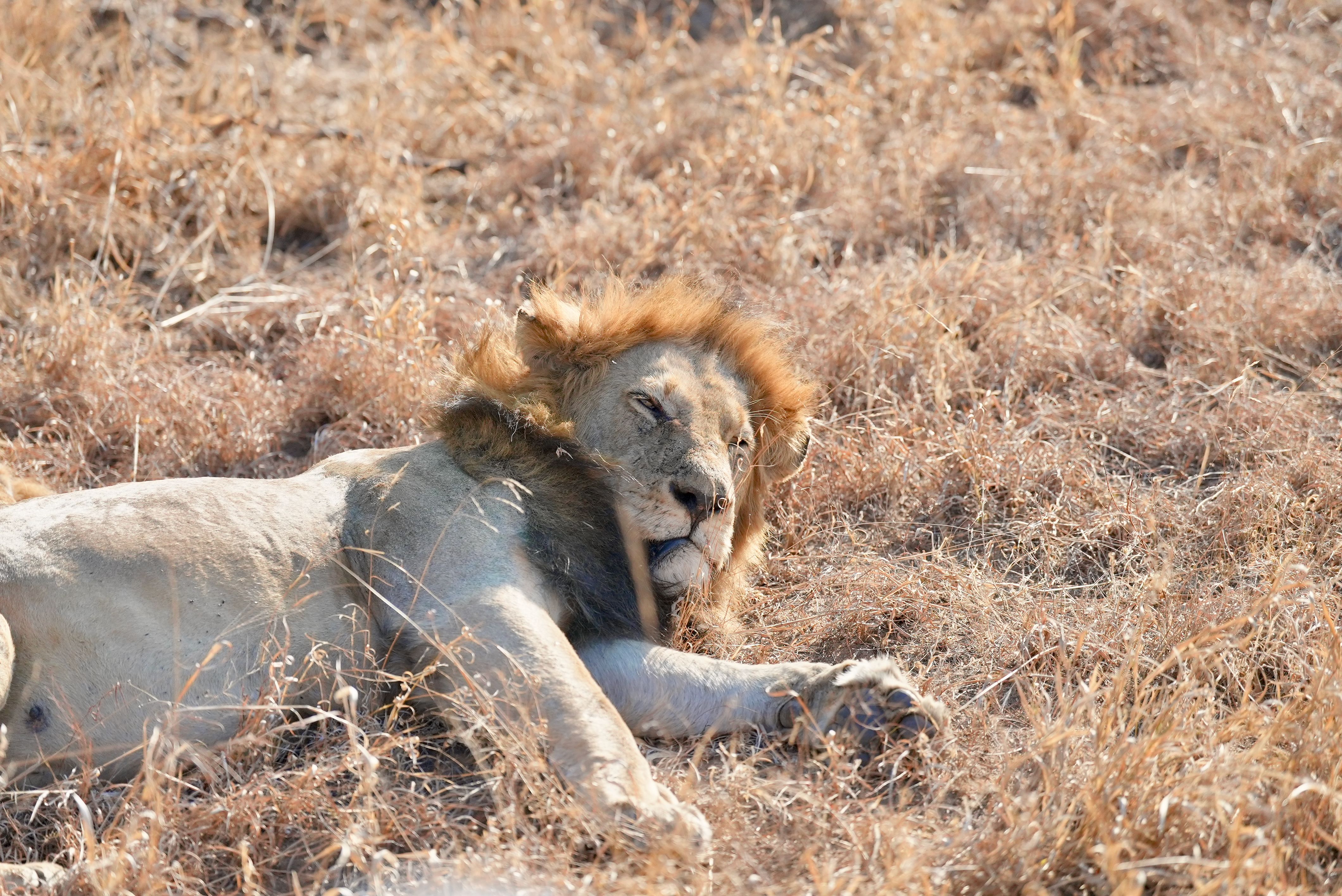 Safari au Kruger