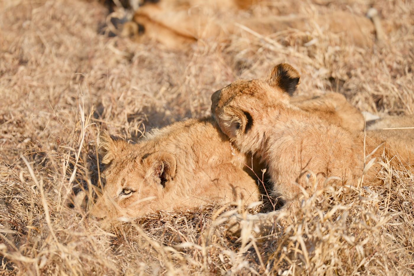 Two young lion cubs resting on savanna grass in warm daylight