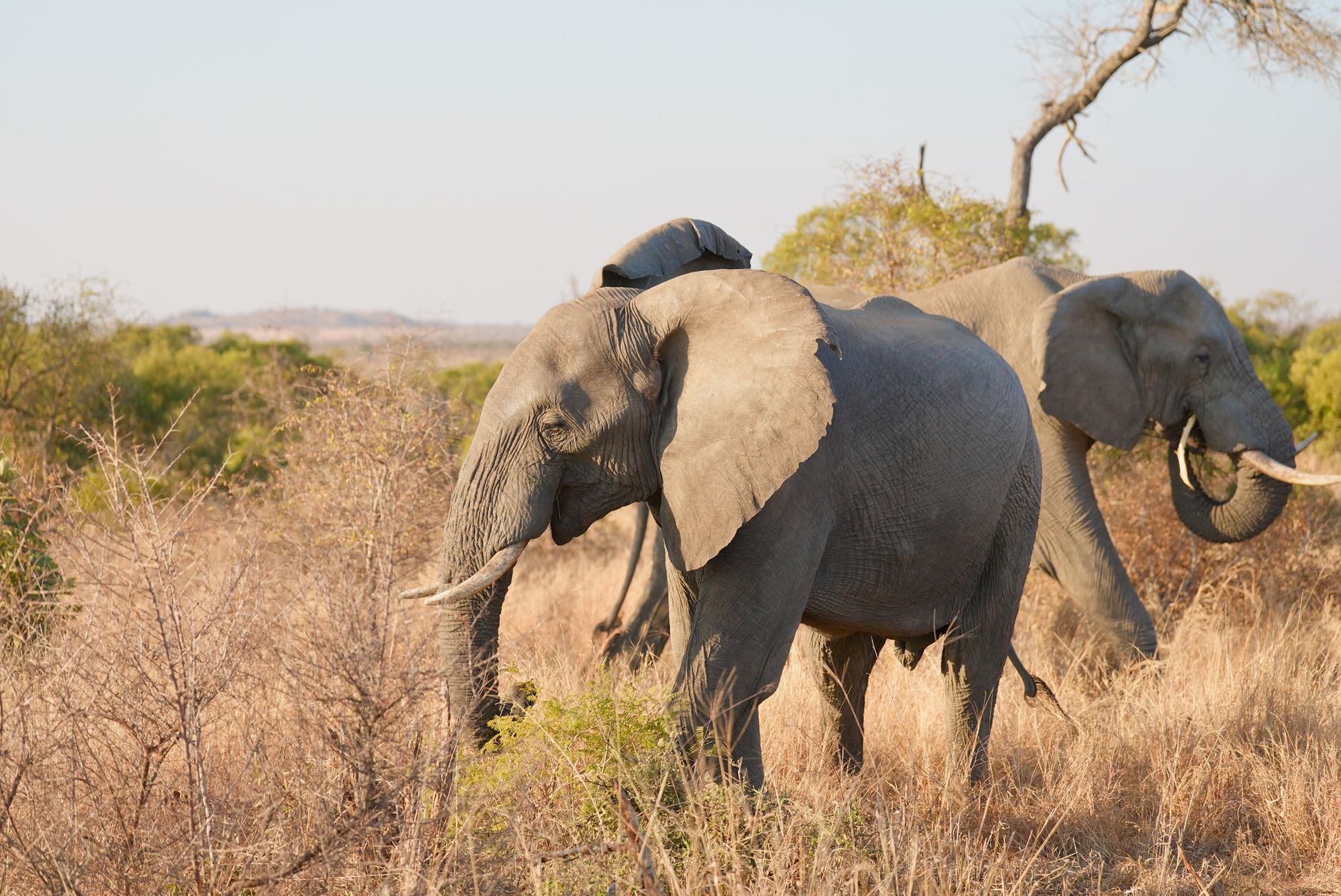 Two African elephants peacefully graze in the South African bushveld on a sunny day.