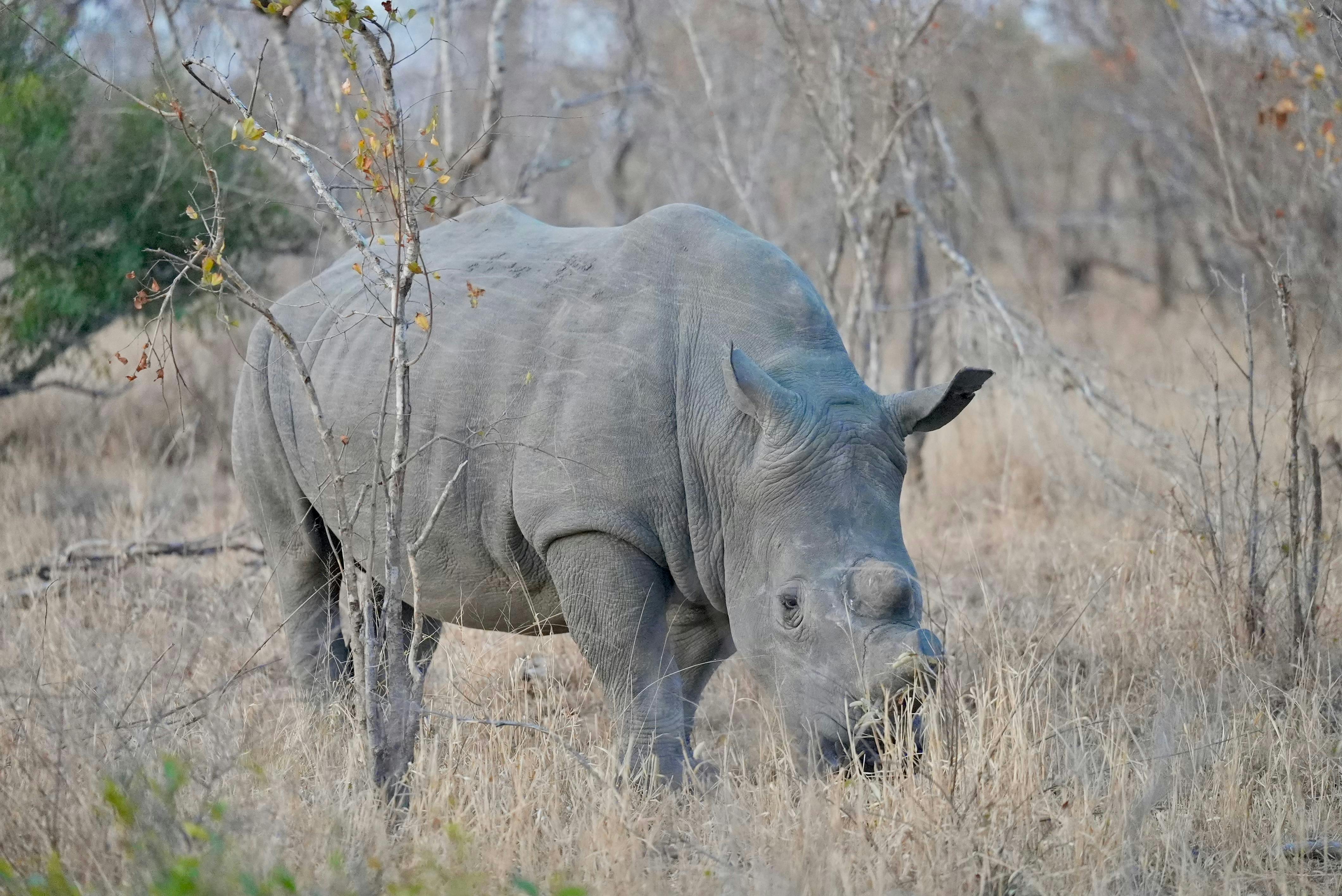 Gratuit Un rhinocéros blanc paissant dans la savane africaine, mettant en valeur l'habitat naturel et la faune. Photos