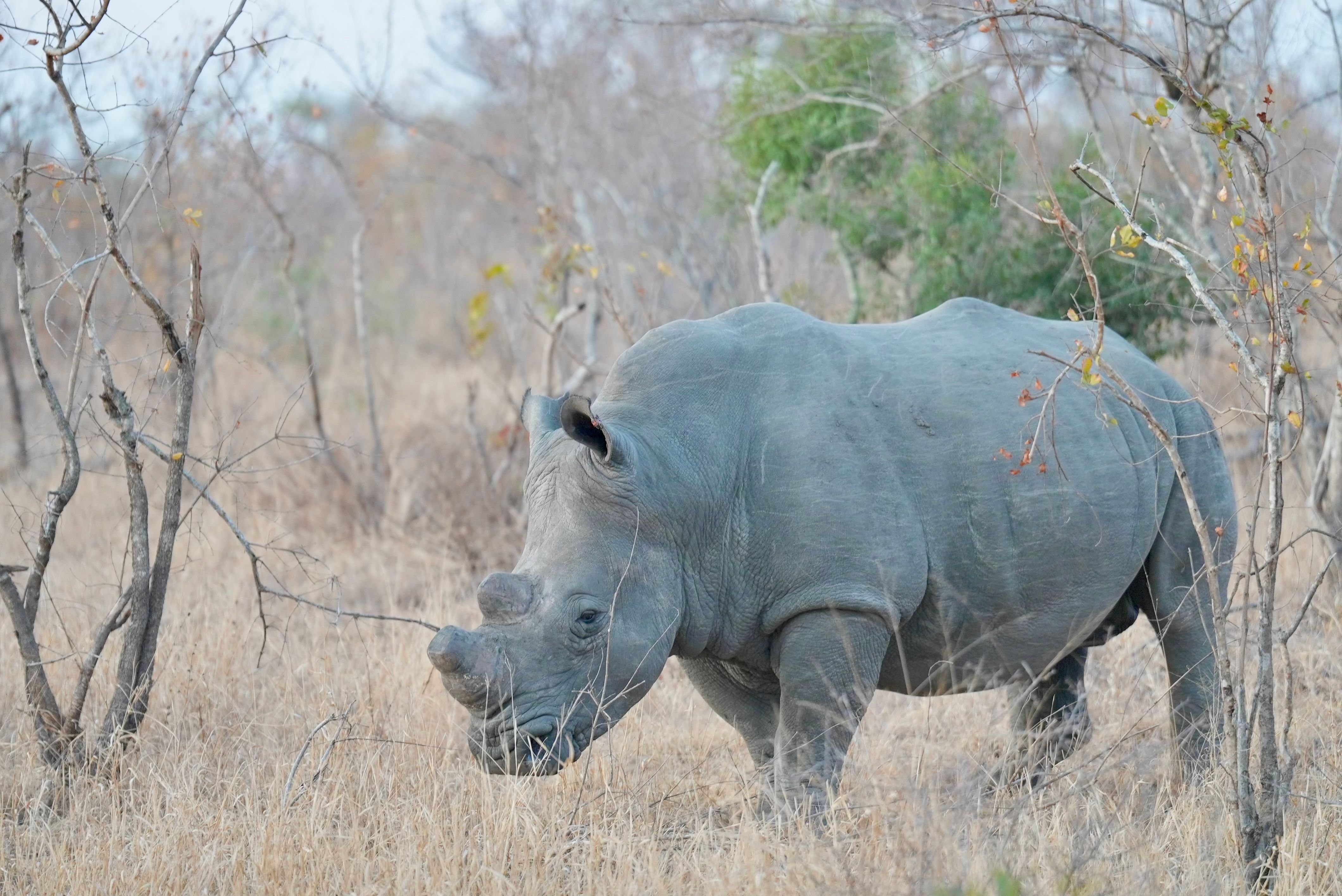 White Rhinoceros in Dry South African Savanna · Free Stock Photo