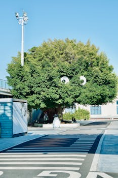 Tree adorned with googly eyes by a crosswalk, creating a whimsical urban scene.