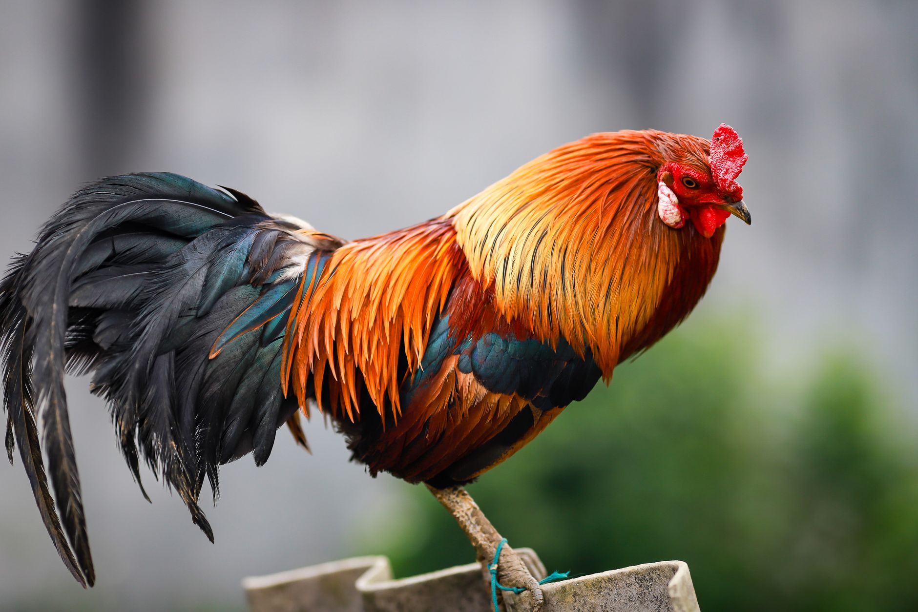 Vibrant rooster with colorful plumage perched outdoors in Lào Cai, Vietnam.