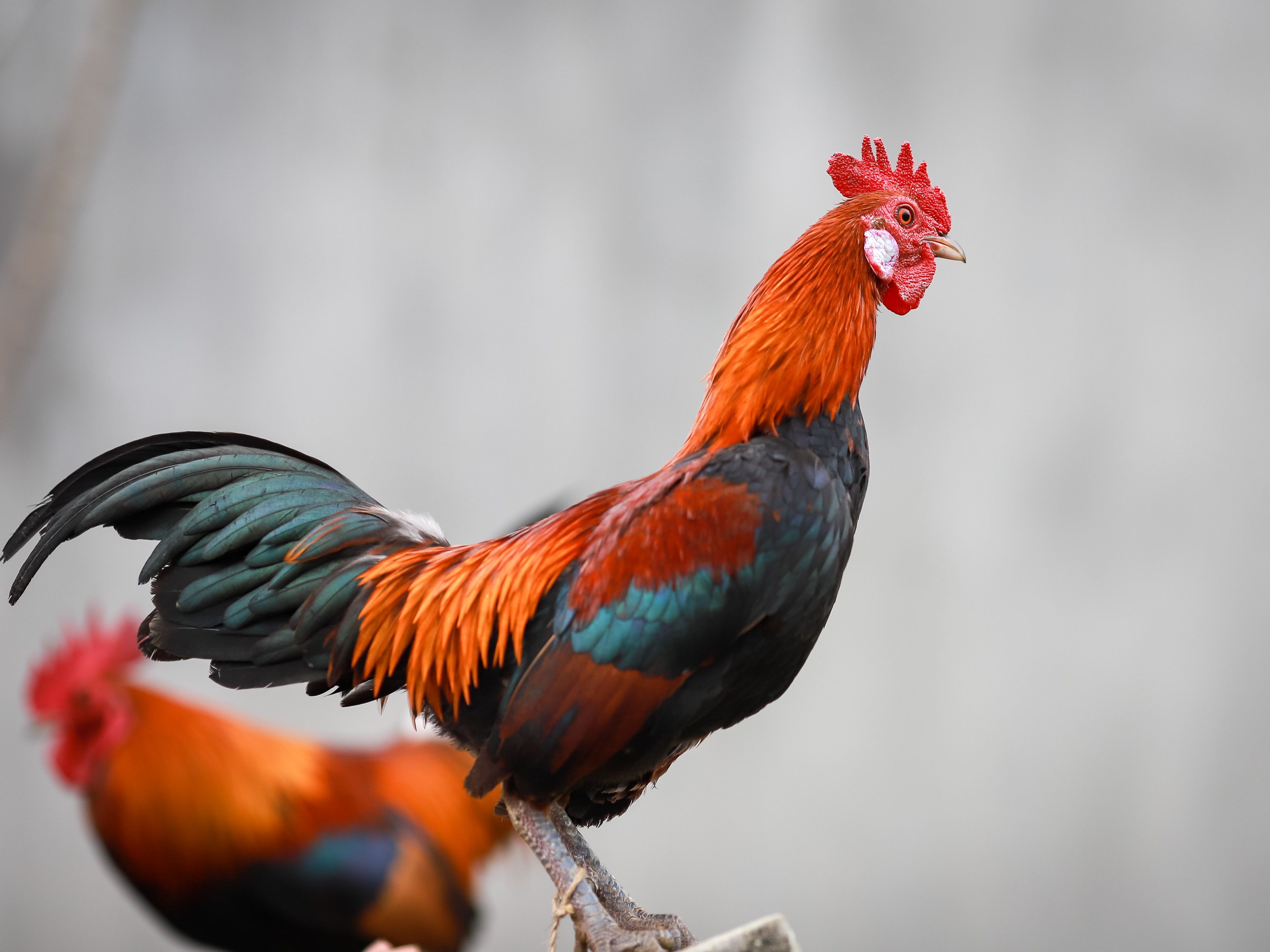 Colorful rooster with detailed plumage captured outdoors in Lào Cai, Vietnam.