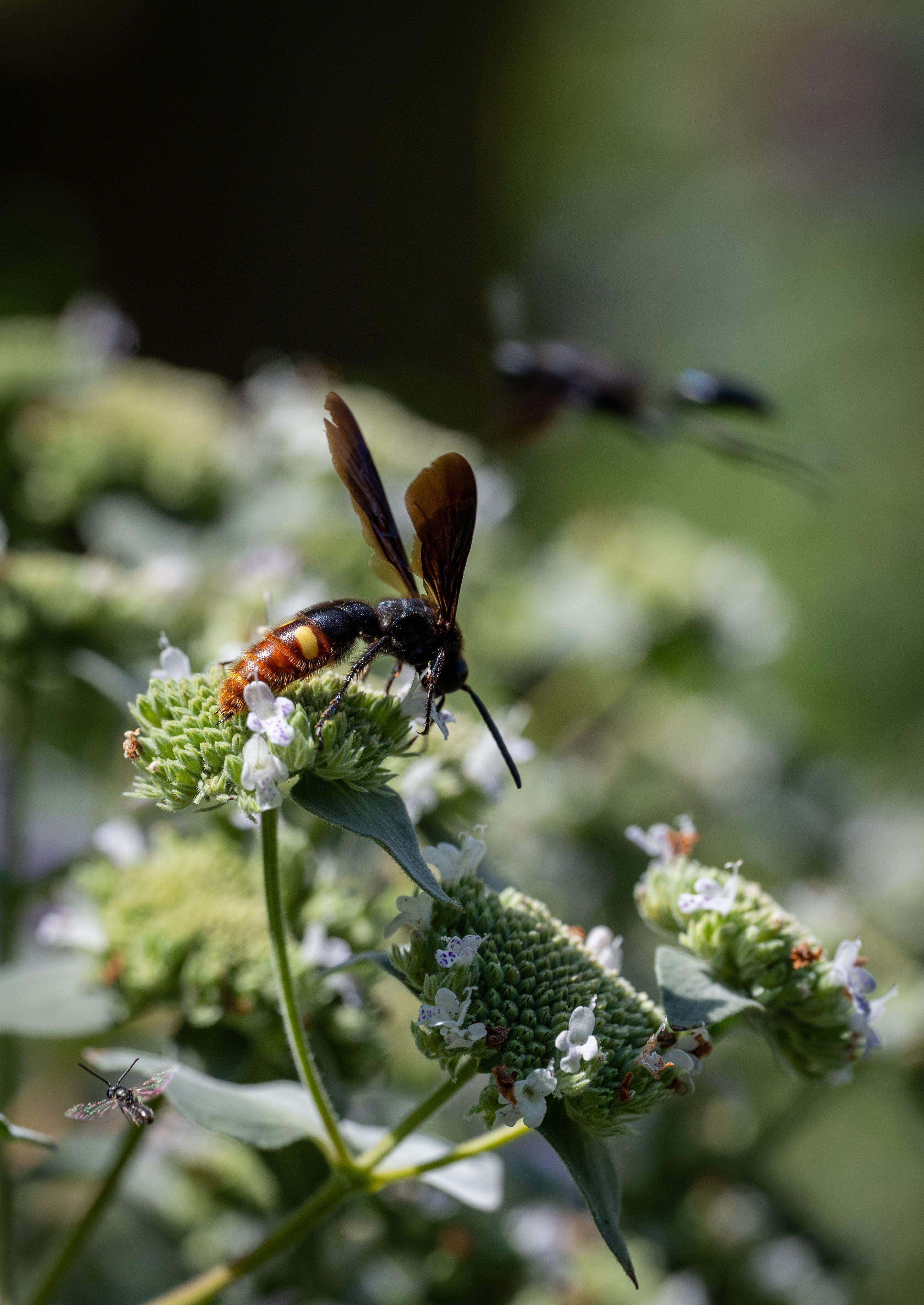 Close-up of Insect on Flowering Plant in Nature · Free Stock Photo