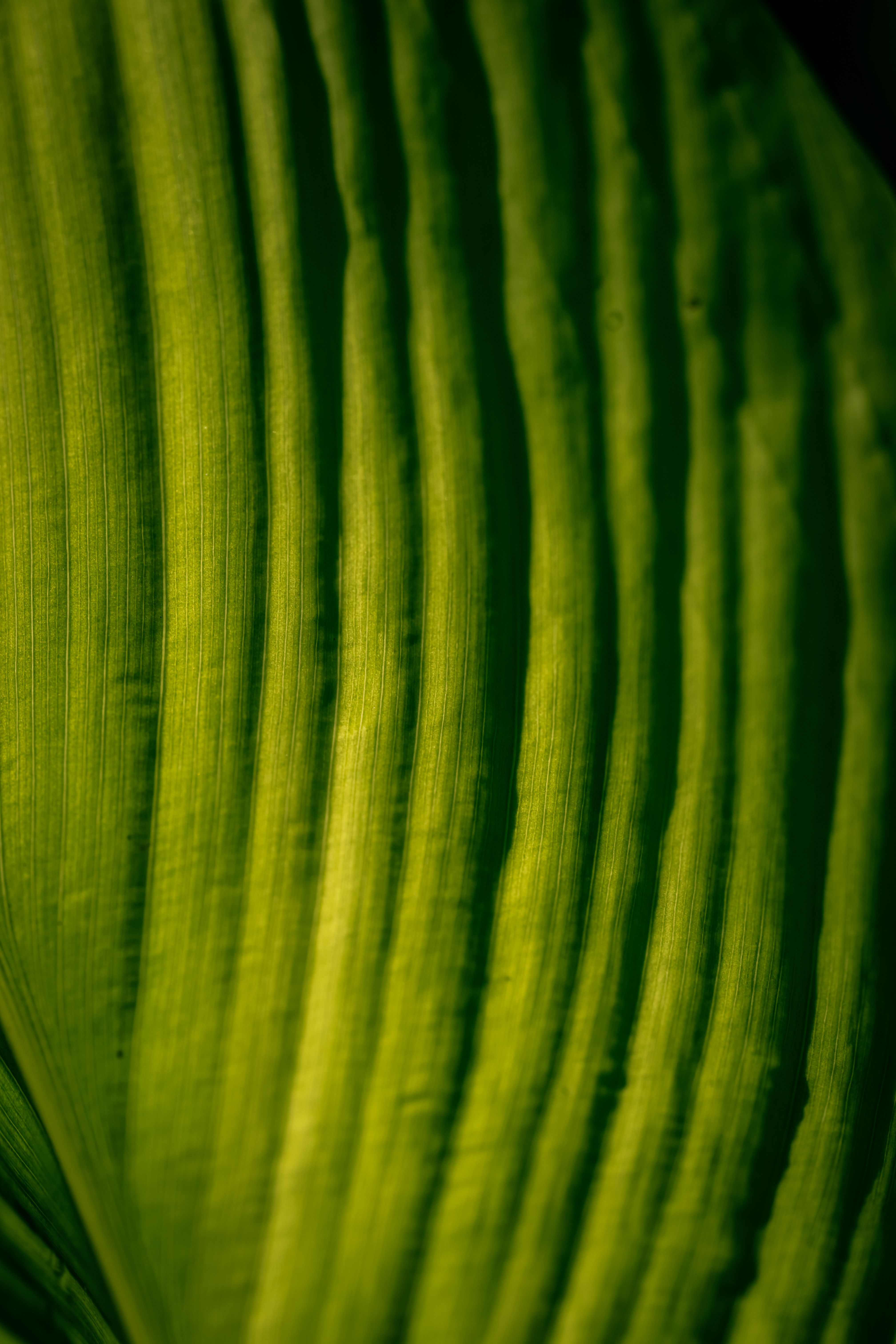 Close-Up of Green Leaf with Visible Veins · Free Stock Photo