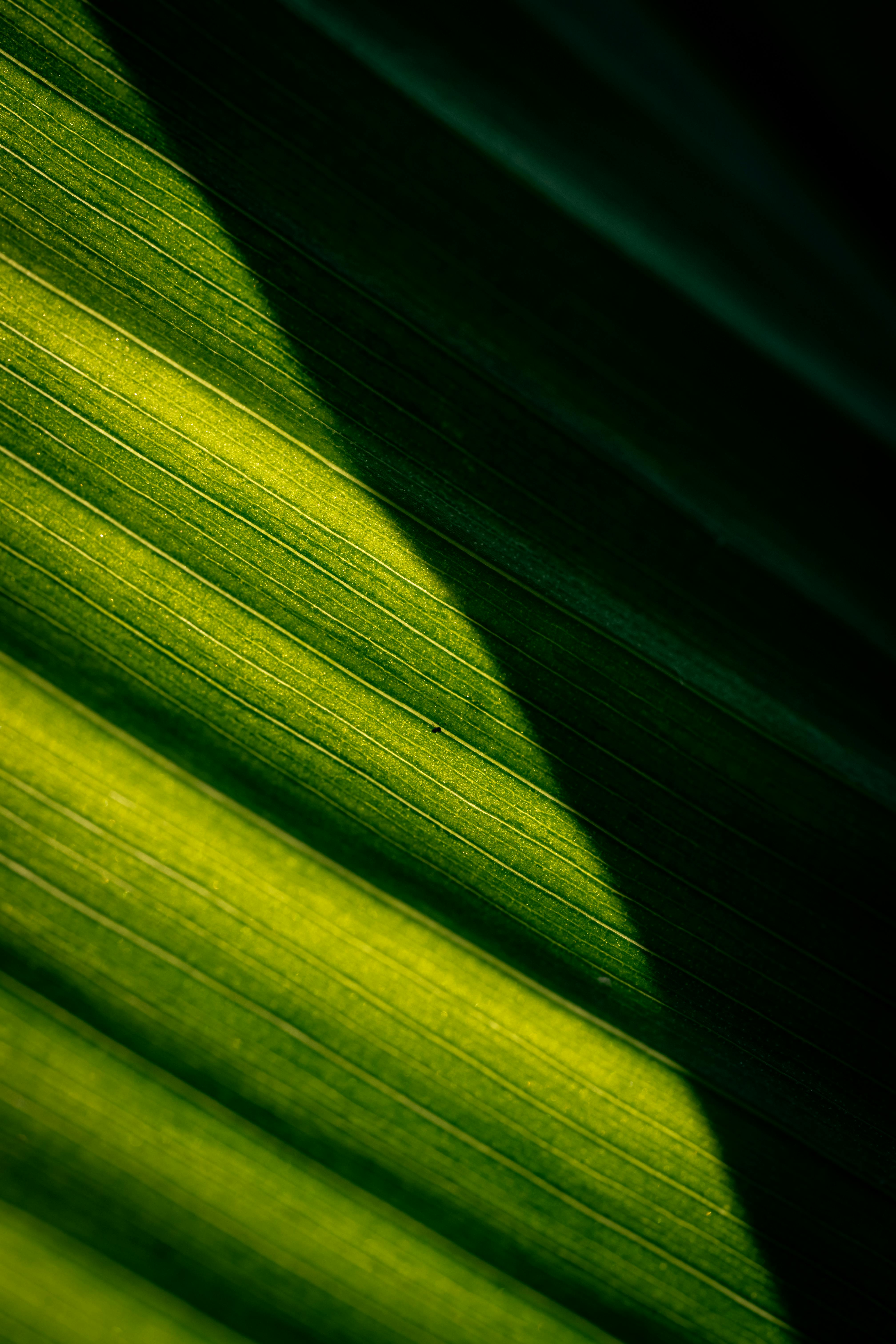 Abstract close-up of a green leaf with dramatic sunlight shadows creating a natural pattern.
