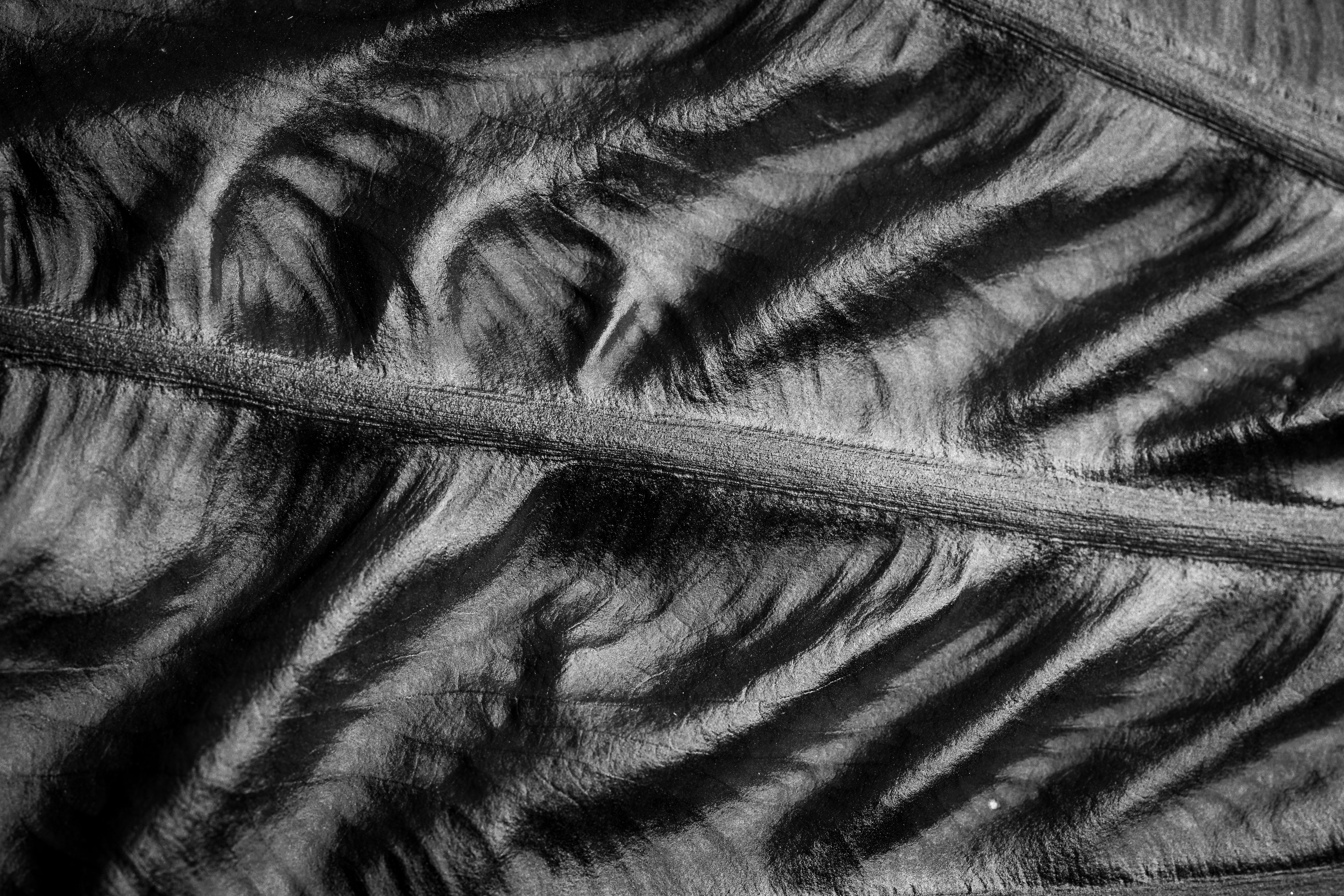 Black and White Abstract Leaf Texture · Free Stock Photo
