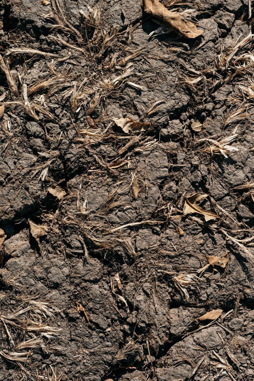 dry cracked garden soil with wilting lettuce