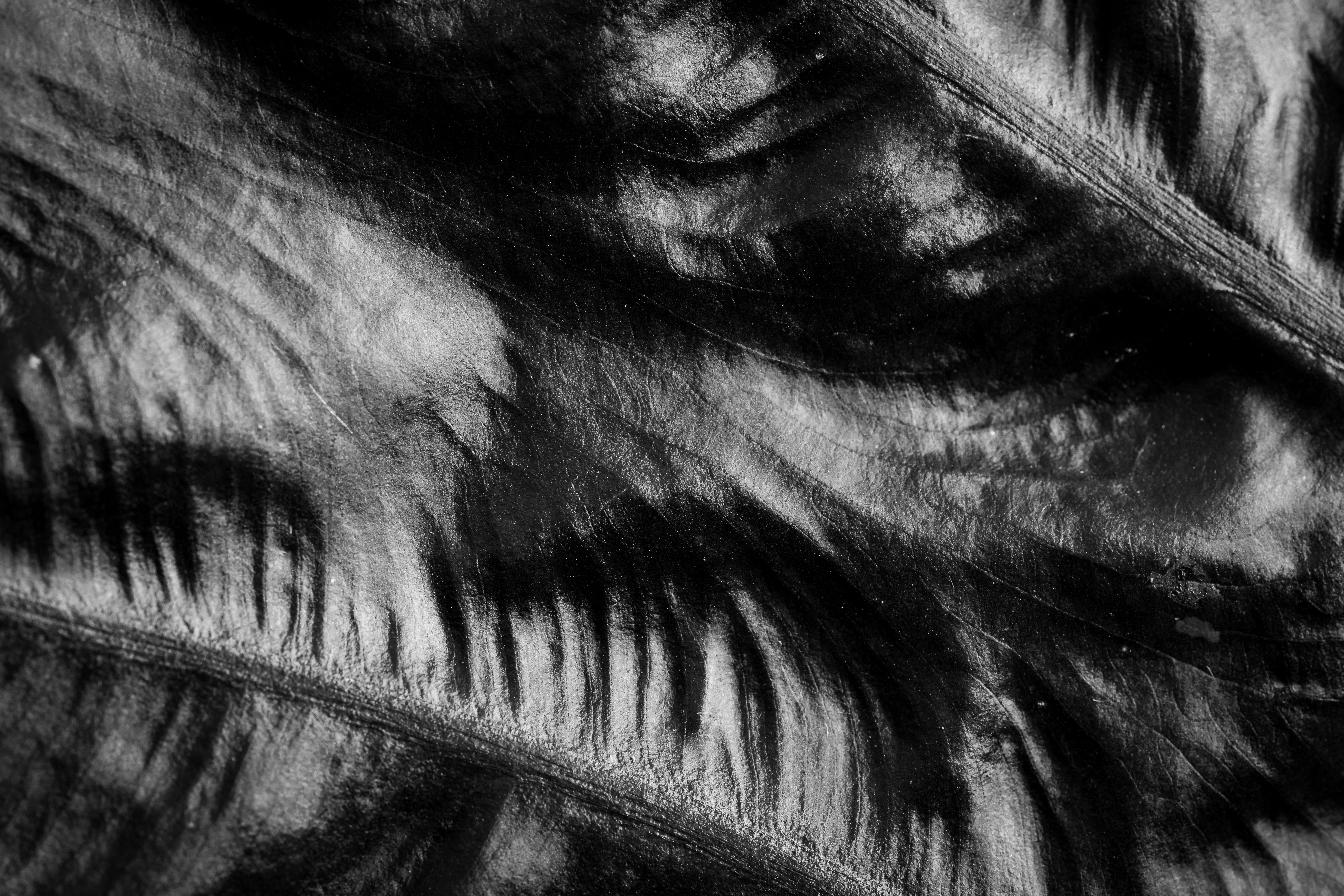 Close-up of Textured Leaf in Black and White · Free Stock Photo