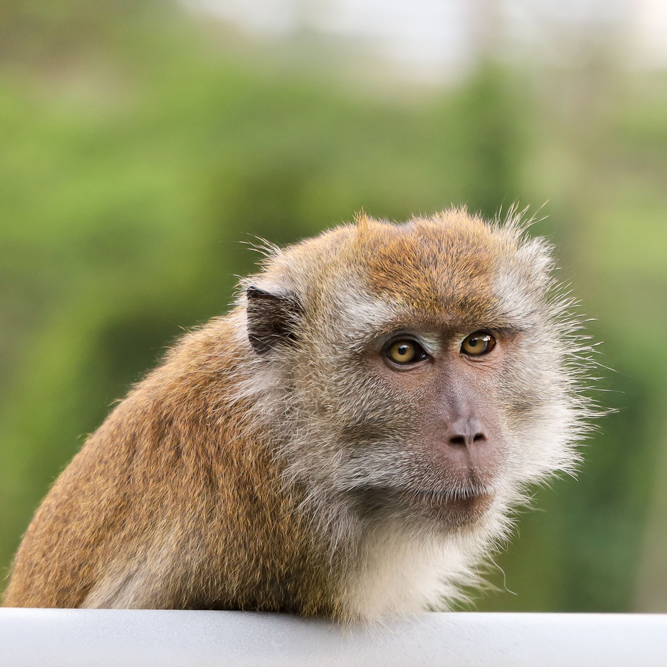 Monkey Face Photos, Download The BEST Free Monkey Face Stock Photos ...