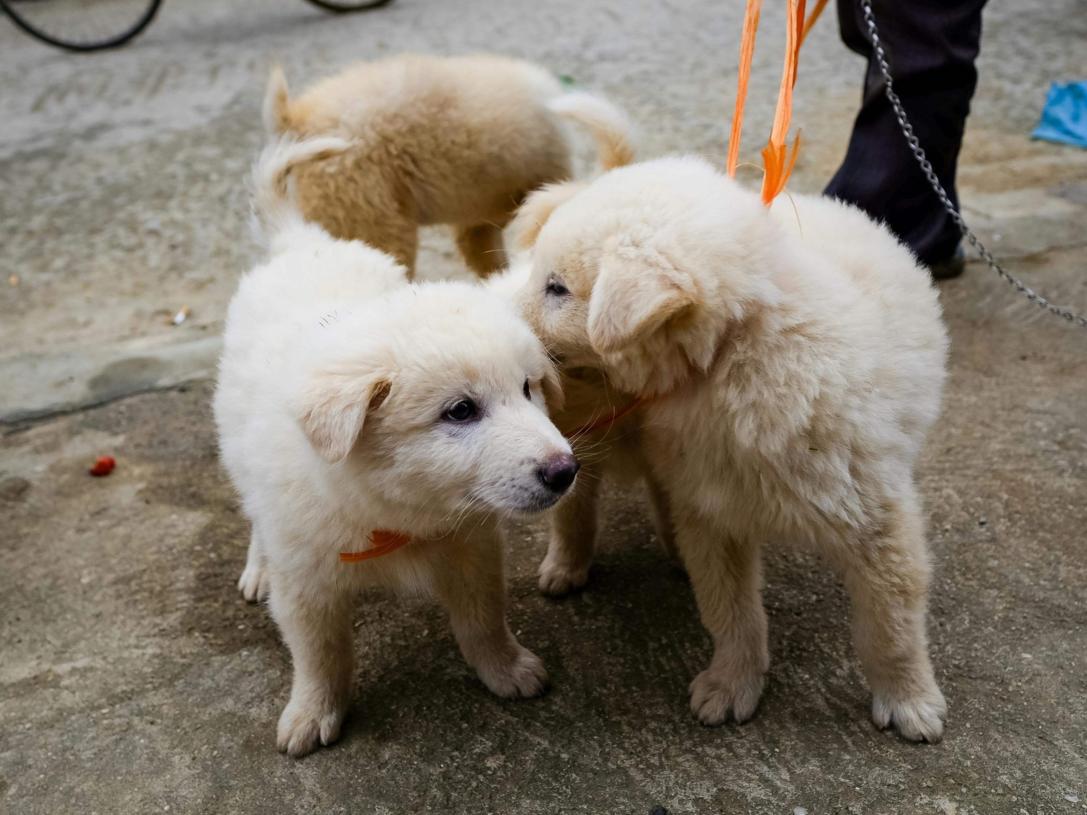 Where To Find Puppies In Columbus: Responsible Guide