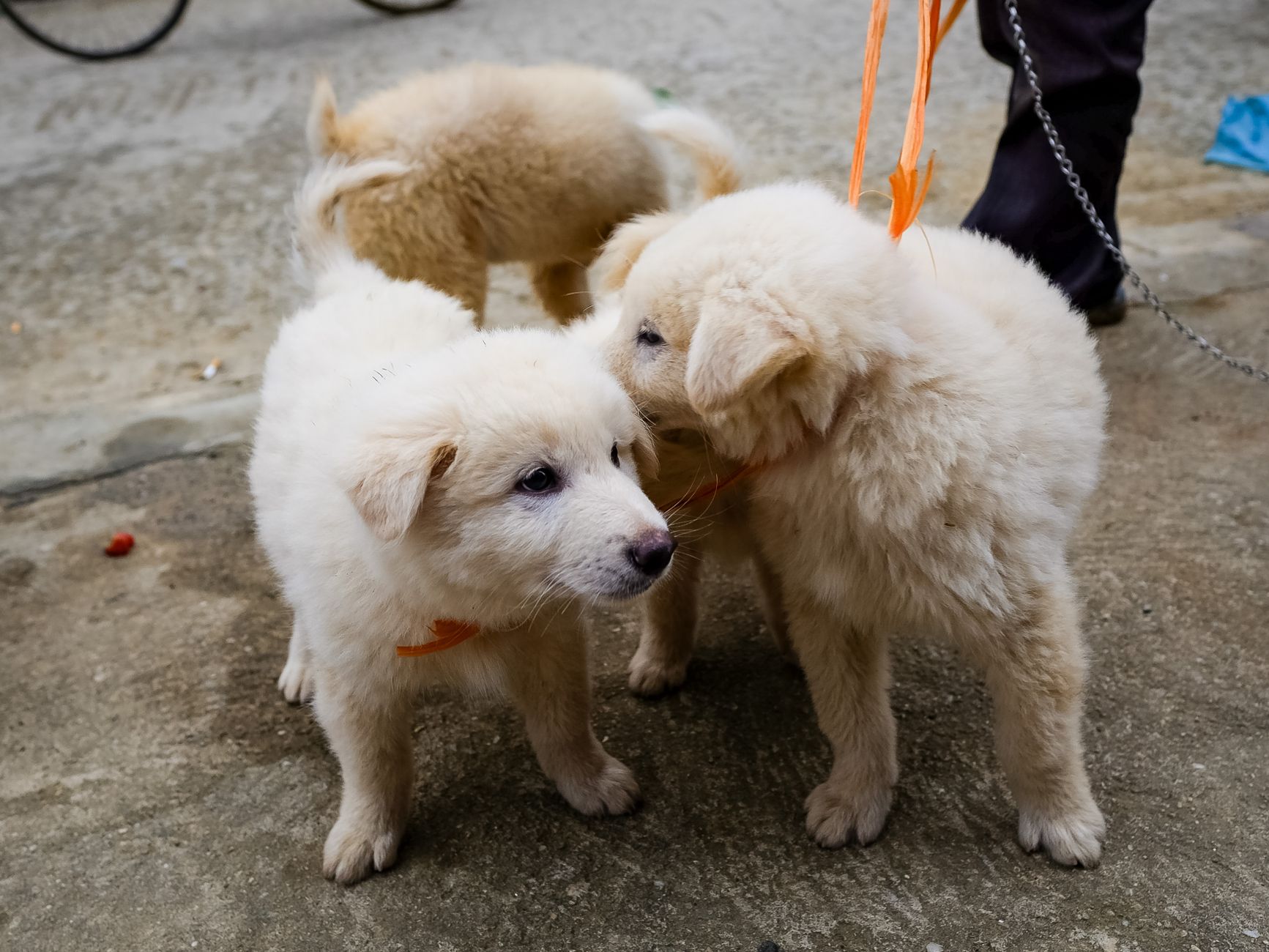 청년지원금 지급 지연 사유 3단계 점검 가이드 7 Charming white puppies playing on a street in Lào Cai, Vietnam, showcasing playful and cute expressions.