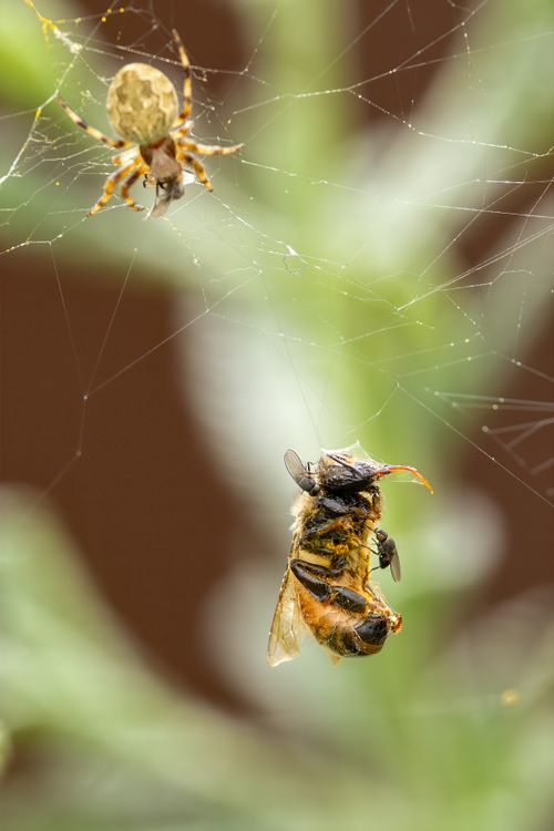 Free Close-up of a spider capturing a bee in its web, showcasing nature's cycle in Campbelltown, Australia. Stock Photo
