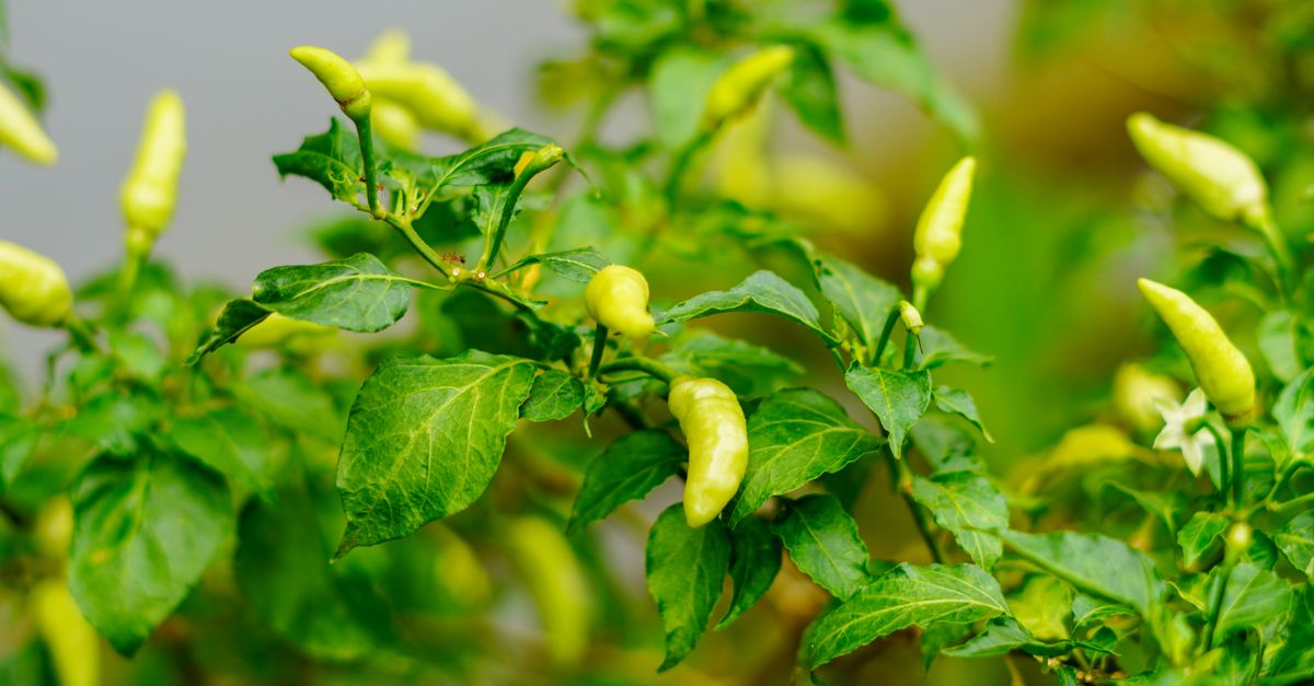 Guide Pratique pour Maximiser la Récolte de Vos Légumes
