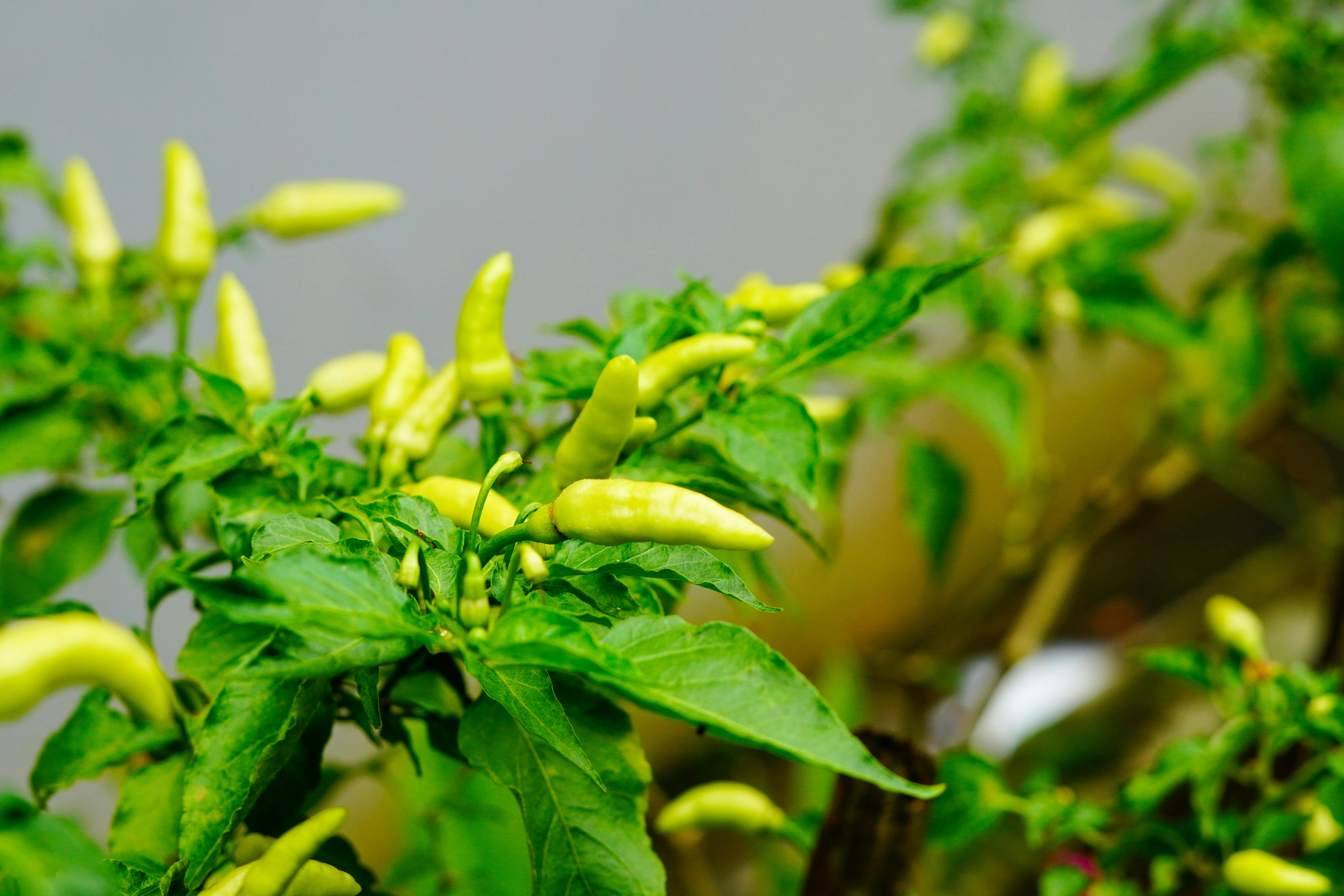 Cultivo Doméstico de Hierbas Aromáticas: Selección, Propagación y Aplicaciones Sostenibles