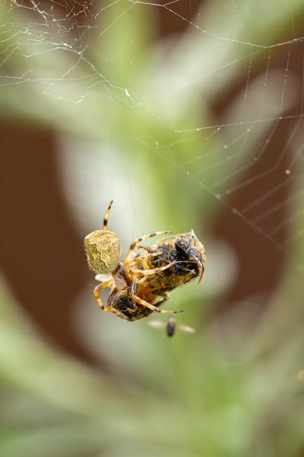 Orb Spider wrapping the Bee in a cocoon and the Flies move in.