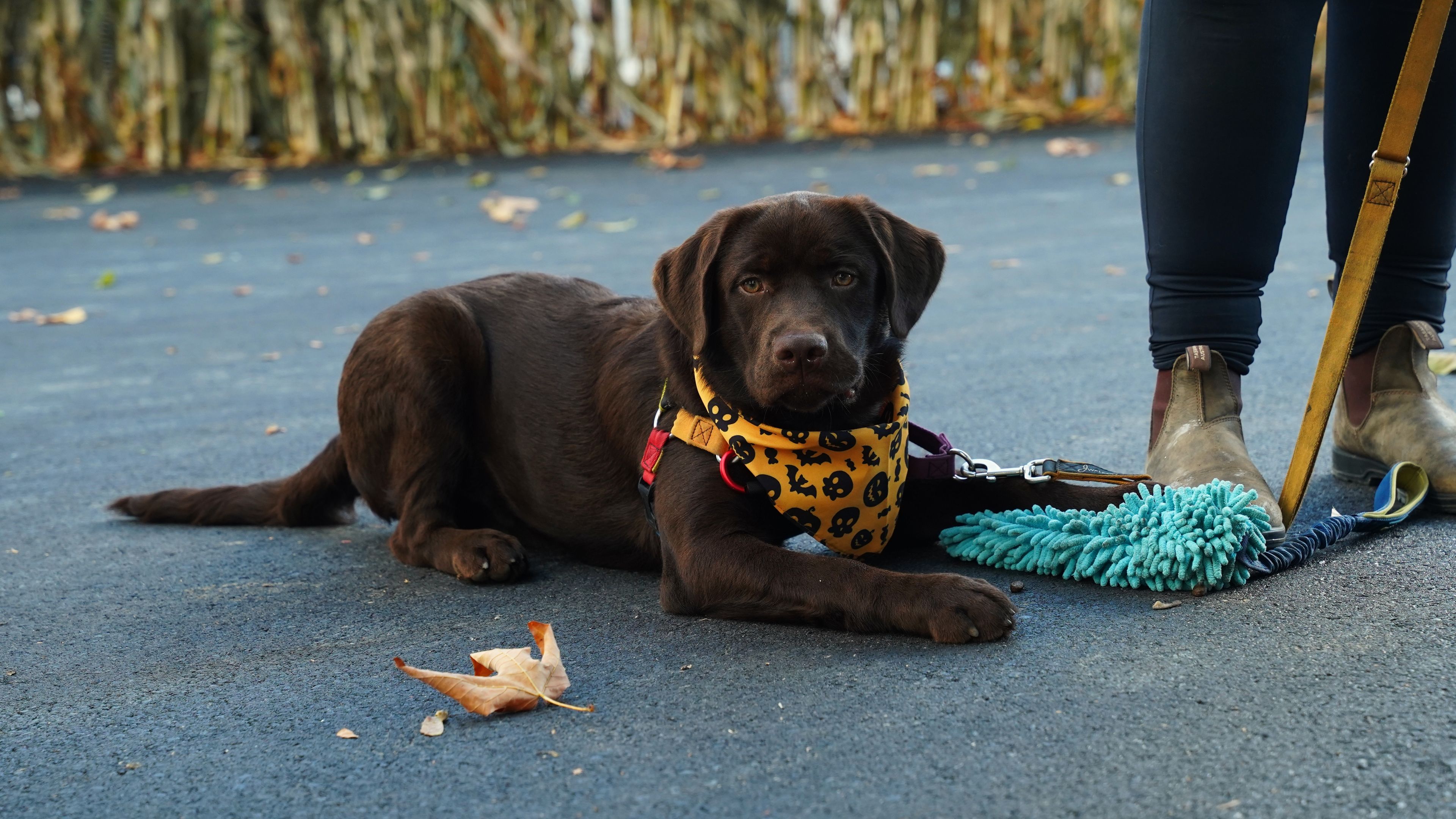 A new owner and puppy training calmly together outdoors