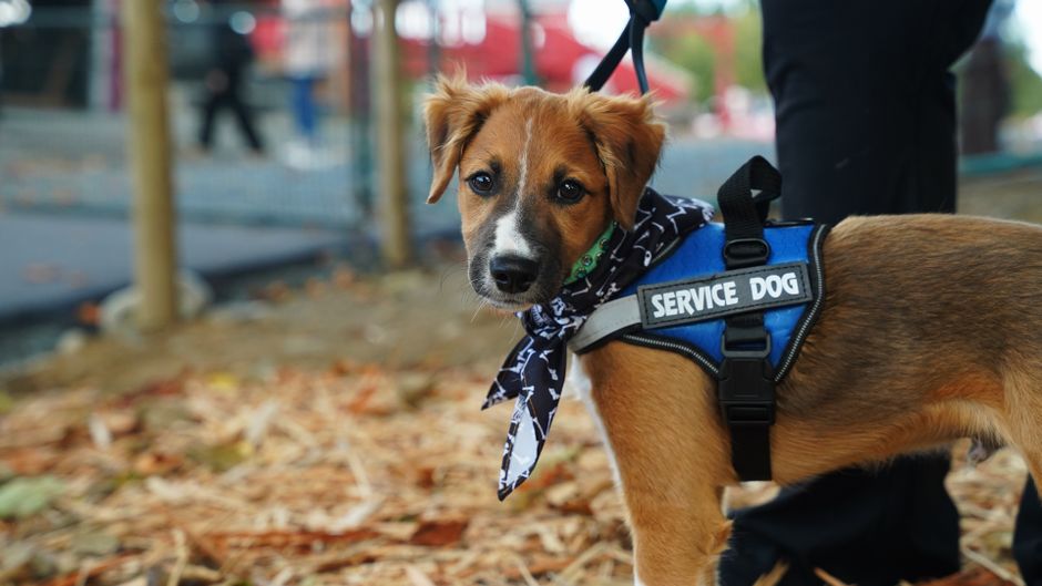 U.S. Air Force Veteran walking confidently with their service dog in a busy park, demonstrating increased independence
