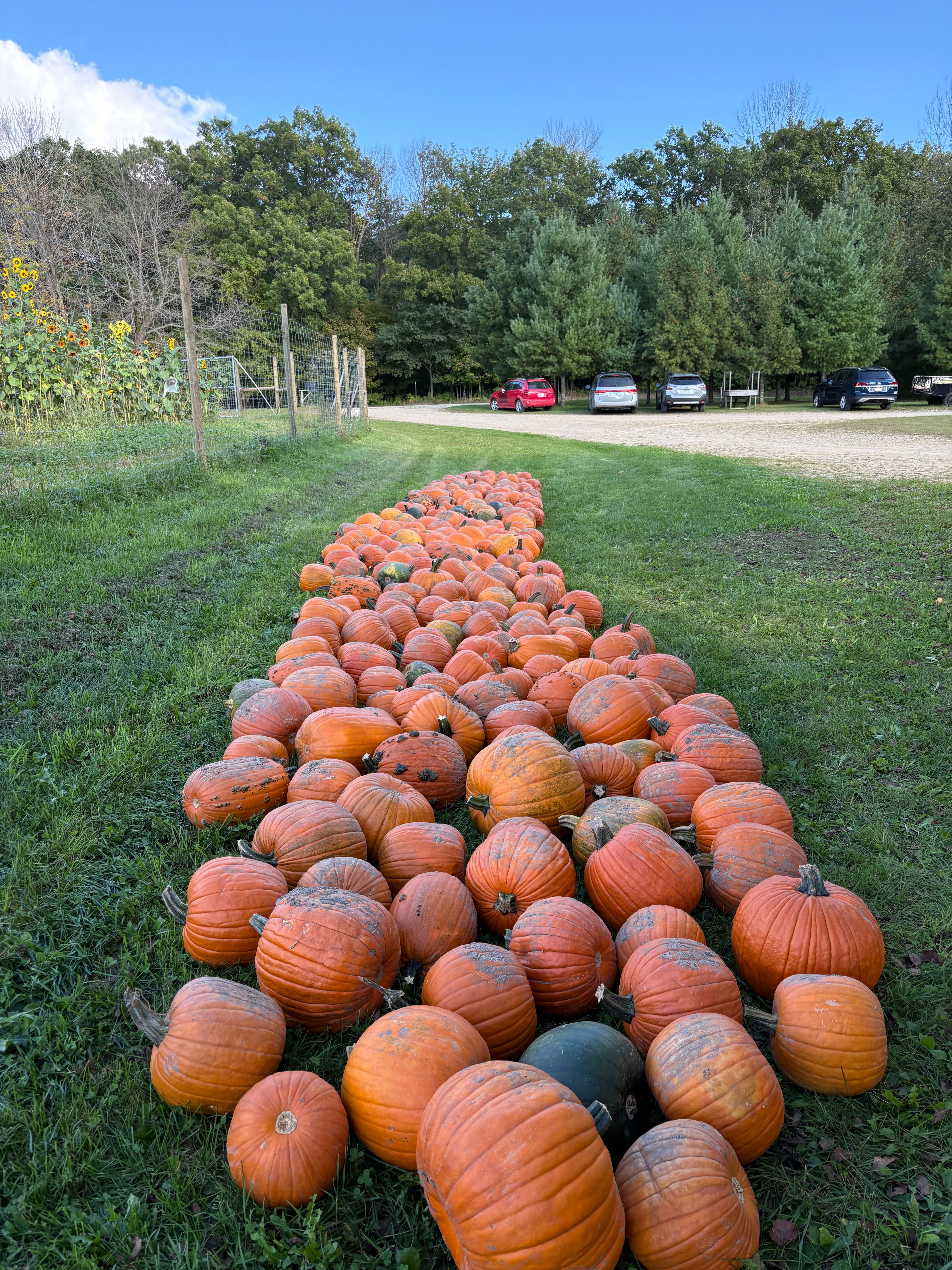 Row of Pumpkins in a Rural Field During Fall · Free Stock Photo