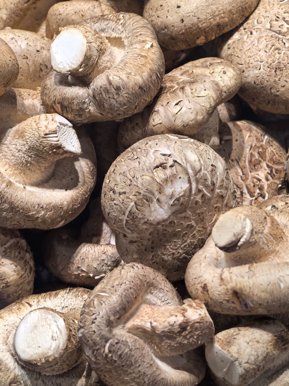 Detailed view of fresh, textured shiitake mushrooms ideal for culinary or natural themes.