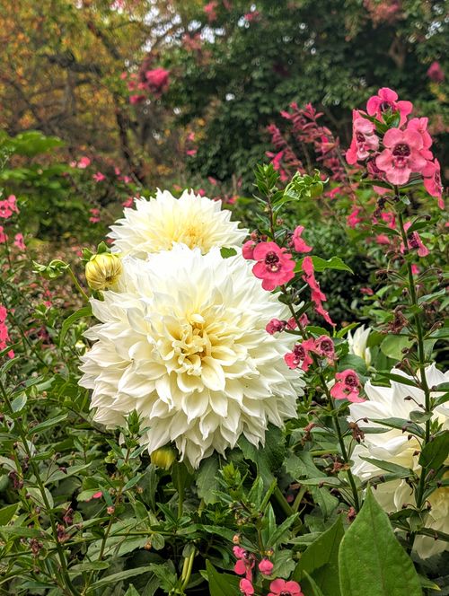 Free stock photo of conservatory garden, garden, park Stock Photo