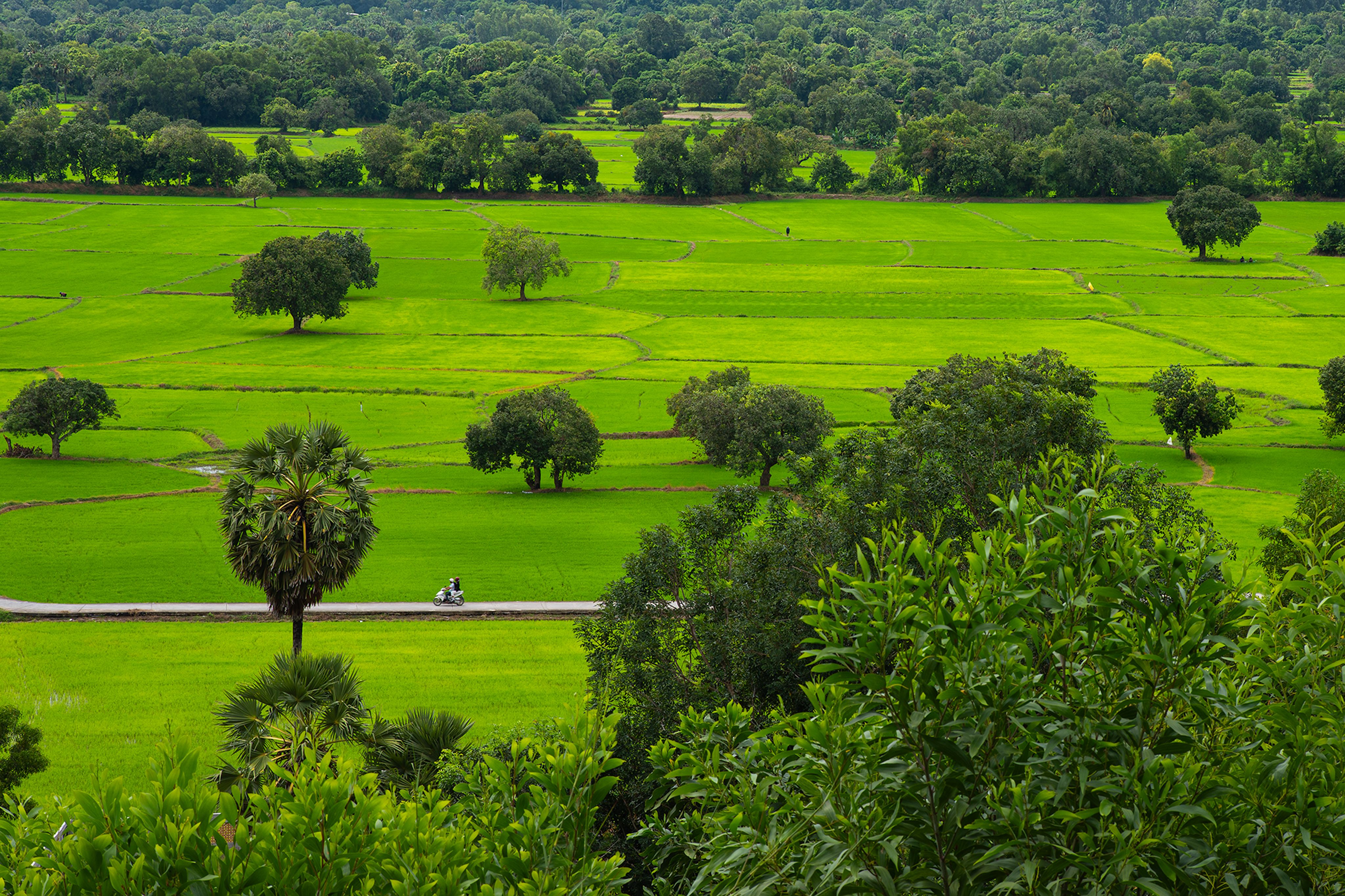 Lush Green Rice Fields in An Giang, Vietnam · Free Stock Photo
