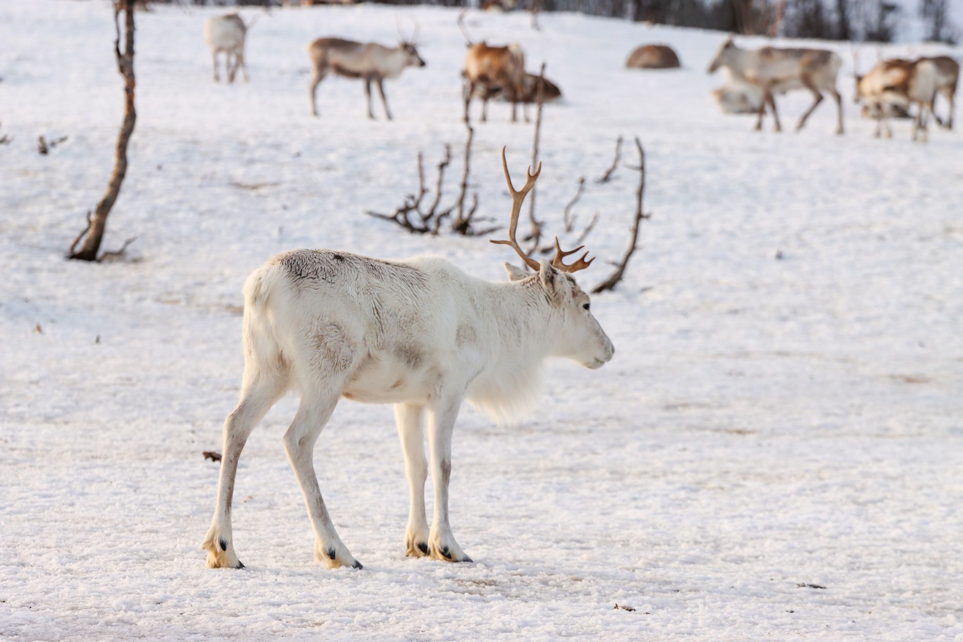 금 시세, 현명하게 알고 투자하는 2025년 최신 가이드 6 Free stock photo of 2025, animal in nature, arctic