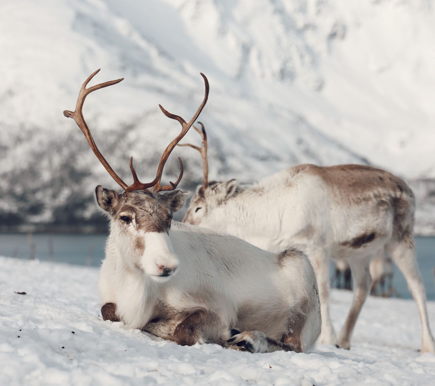 전세자금대출 조건|2025년 최신 정보 확인 6 A serene image of reindeer resting in the snowy landscape of Tromsø, Norway.