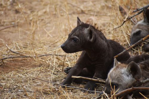 Free A group of hyena pups relaxing in a dry, grassy area, showcasing their natural environment. Stock Photo