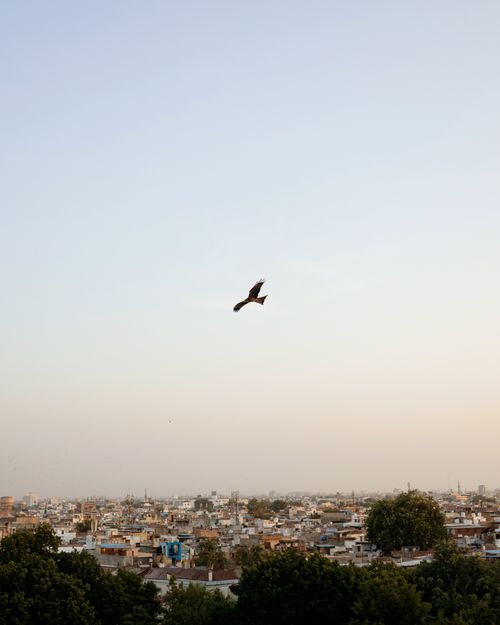 Free A bird flies over Jodhpur's cityscape at dusk, showcasing sprawling rooftops and skyline. Stock Photo